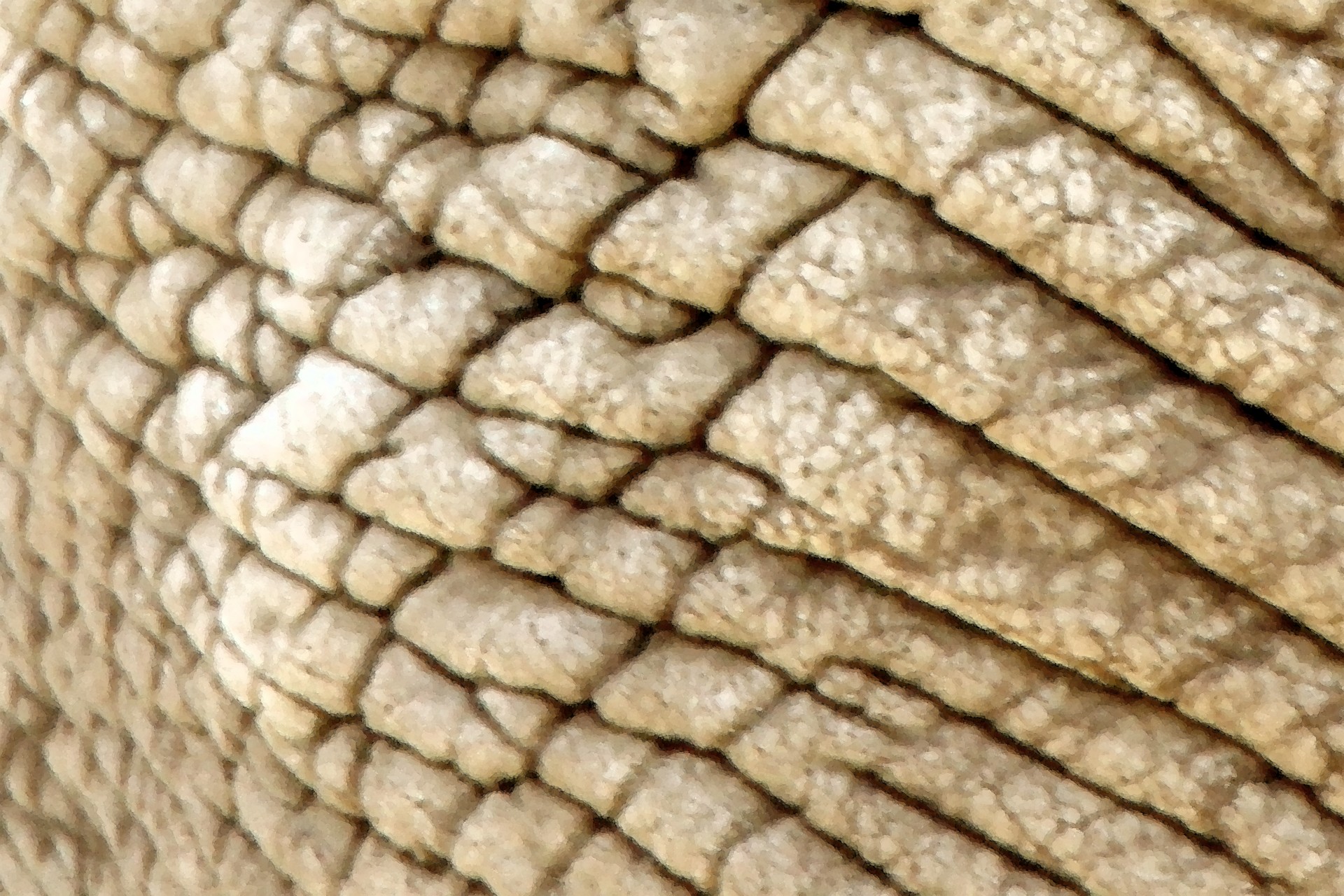 Окрашенные текстуру кожи слона