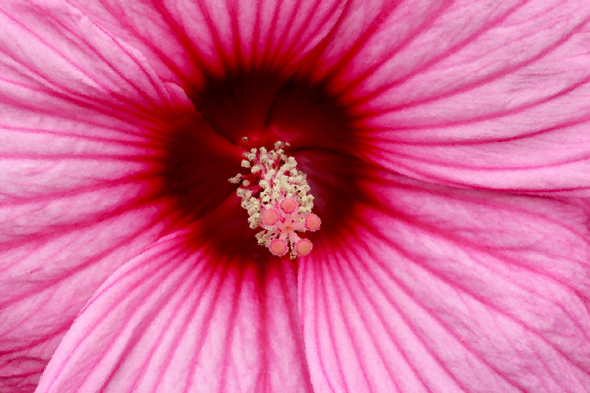 Painted rosa Blume Staubgefäße