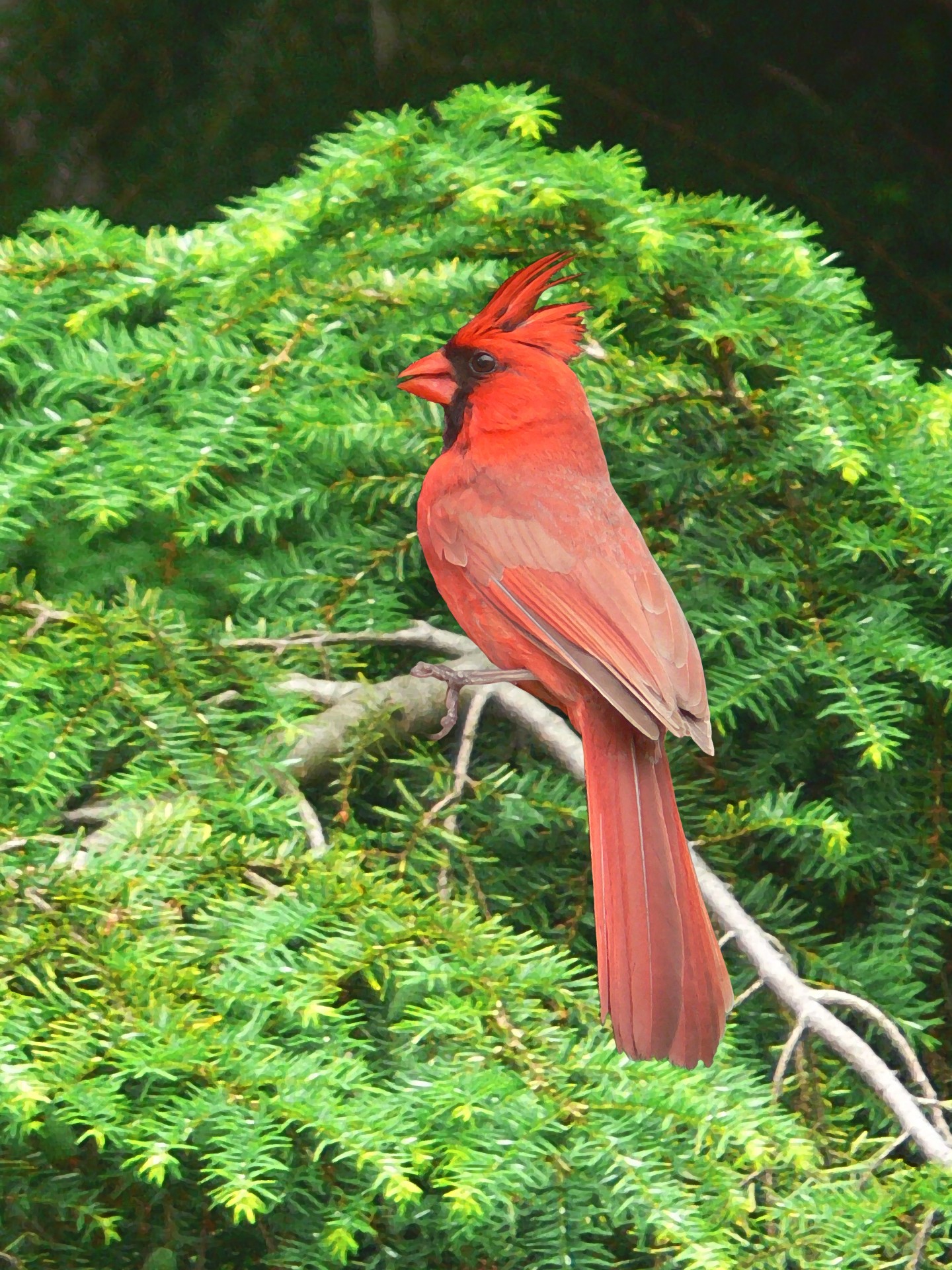 Покраска красный кардинал