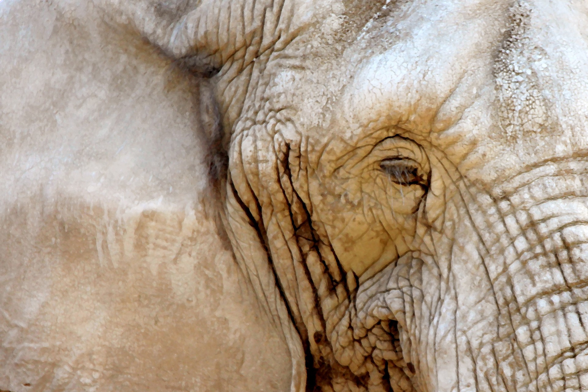 Peinture de l'oeil de l'élépha