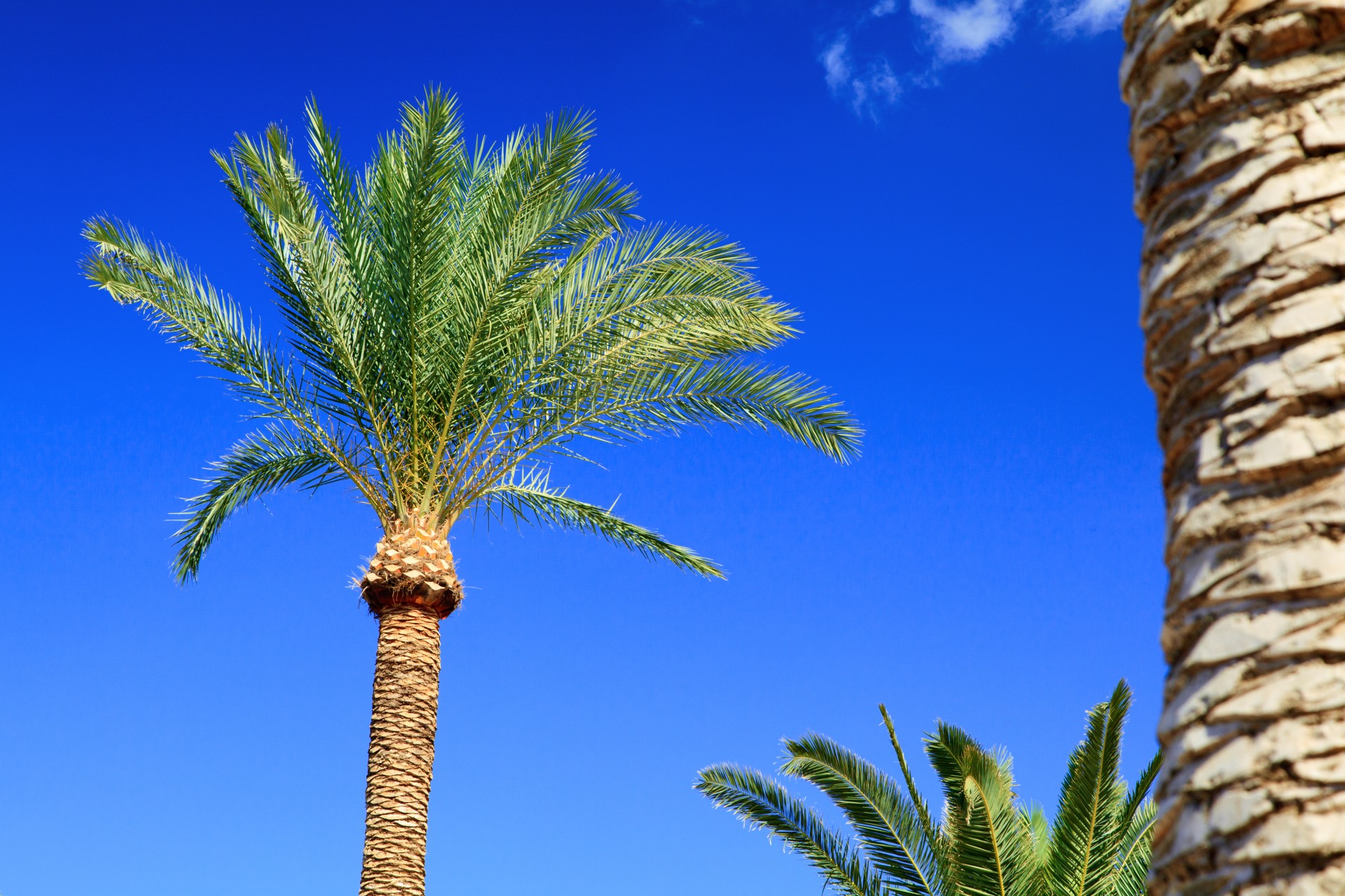 пальмы и голубое небо