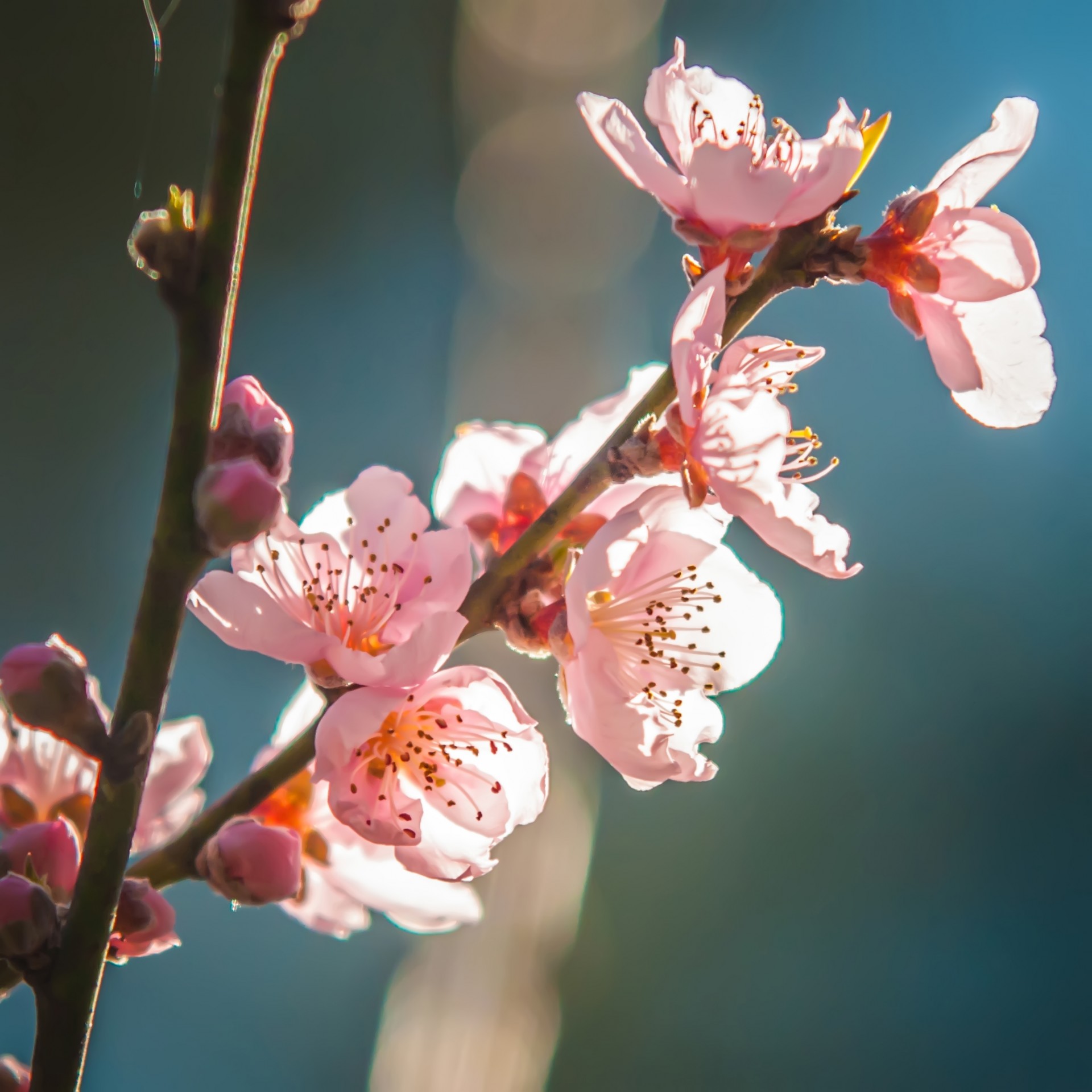 Персиковое дерево цвести