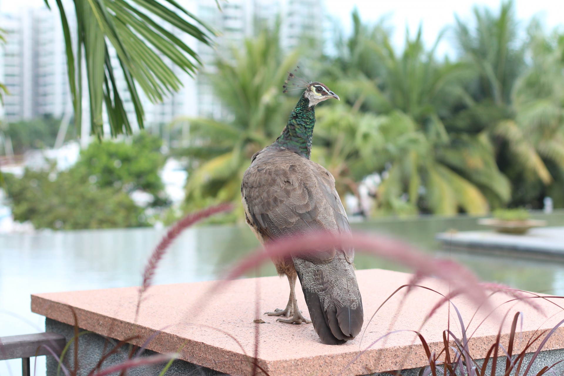 Peacock At The Balcony