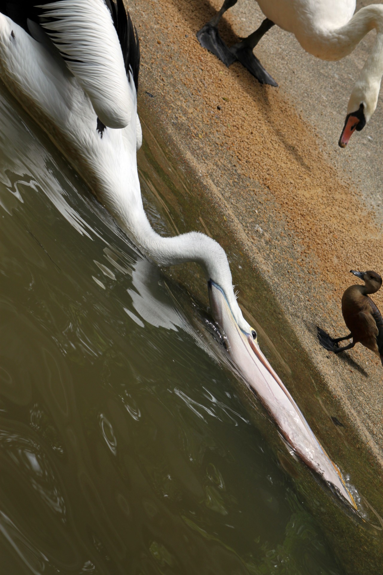 Пеликан ловит рыбу на берегу