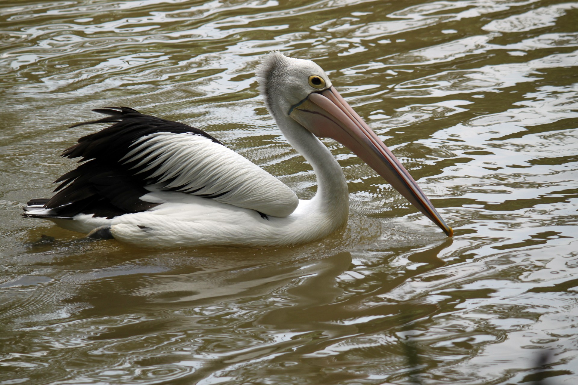 Pelican schwimmen auf dem Wasser