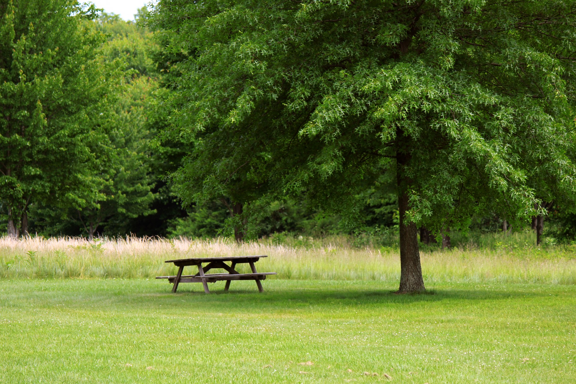Masă de picnic sub copac