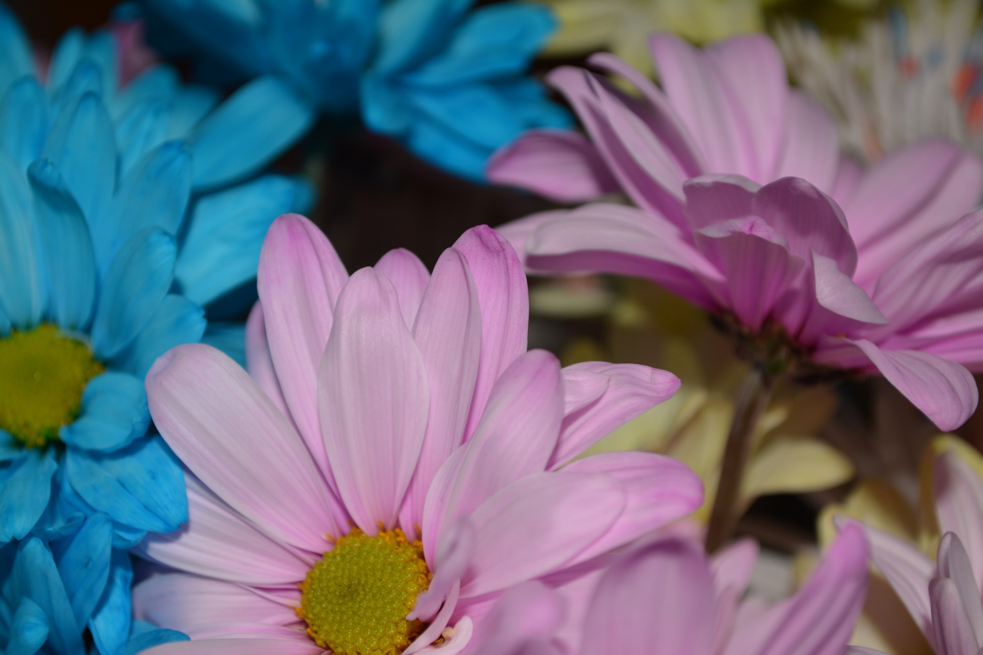 Pink Blue Daisy Colorful Background