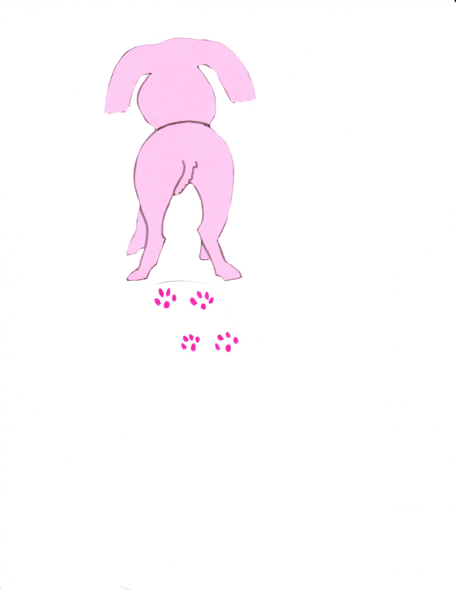 粉红色遛狗