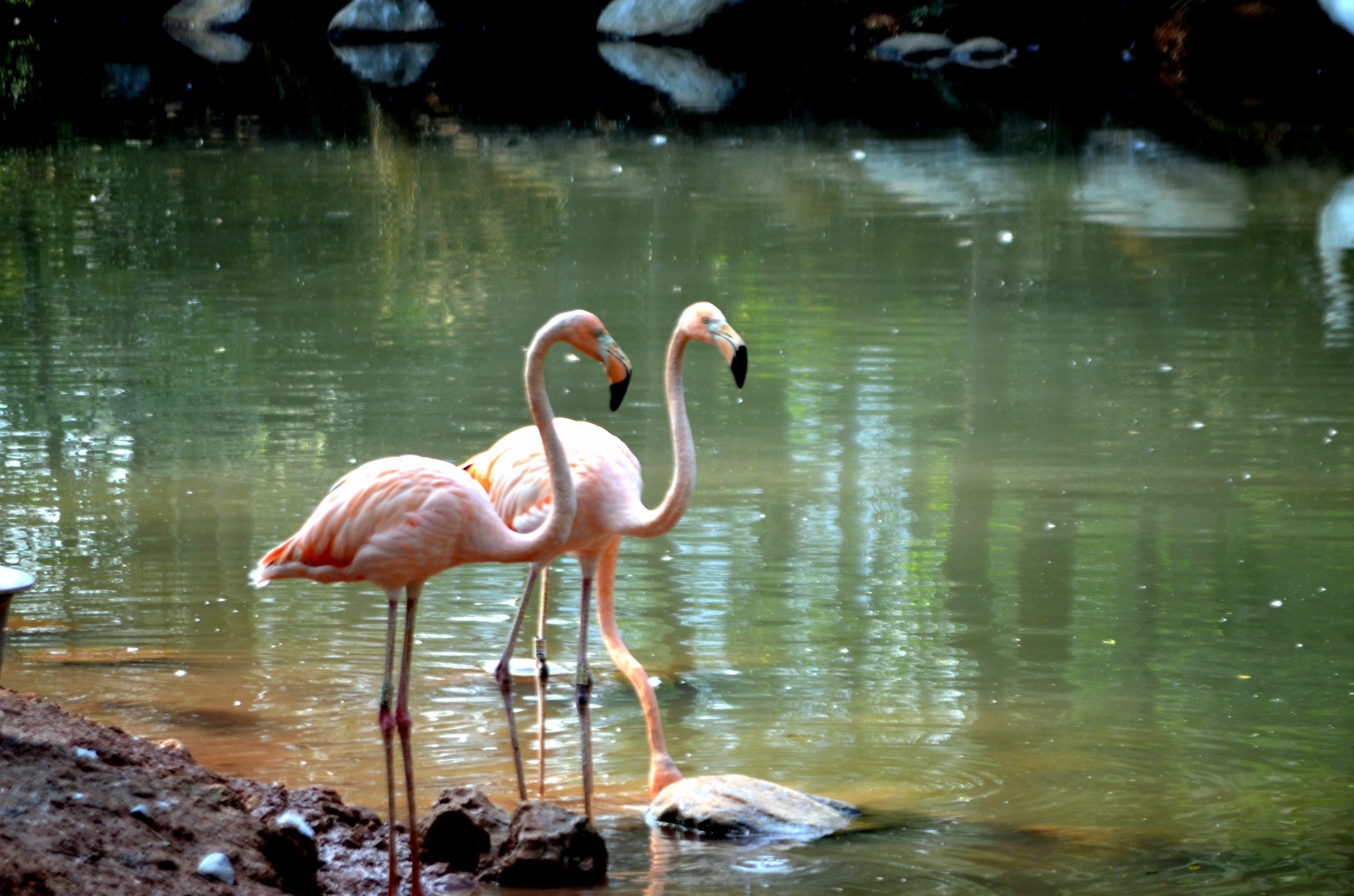 Розовый фламинго (а)