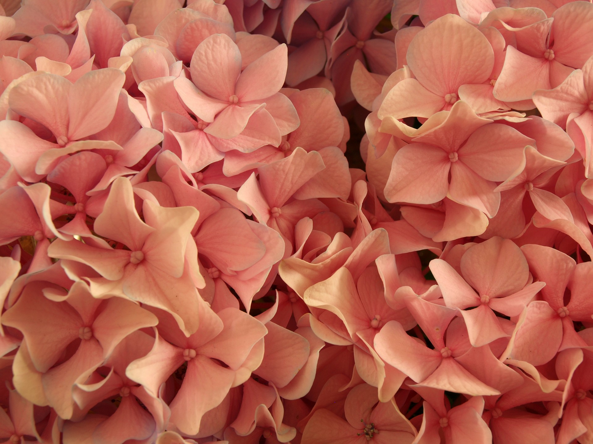 Roze hortensia