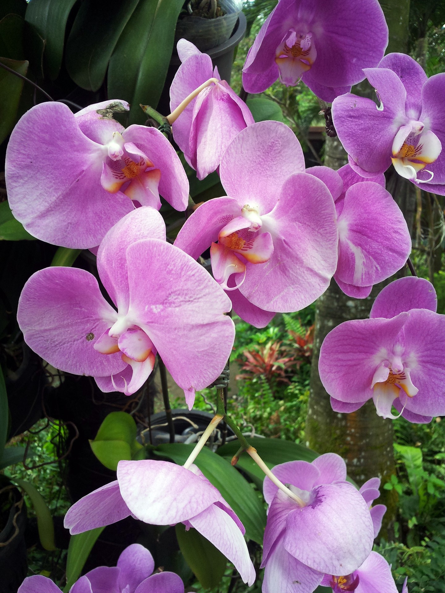 розовый цветок орхидеи цвести
