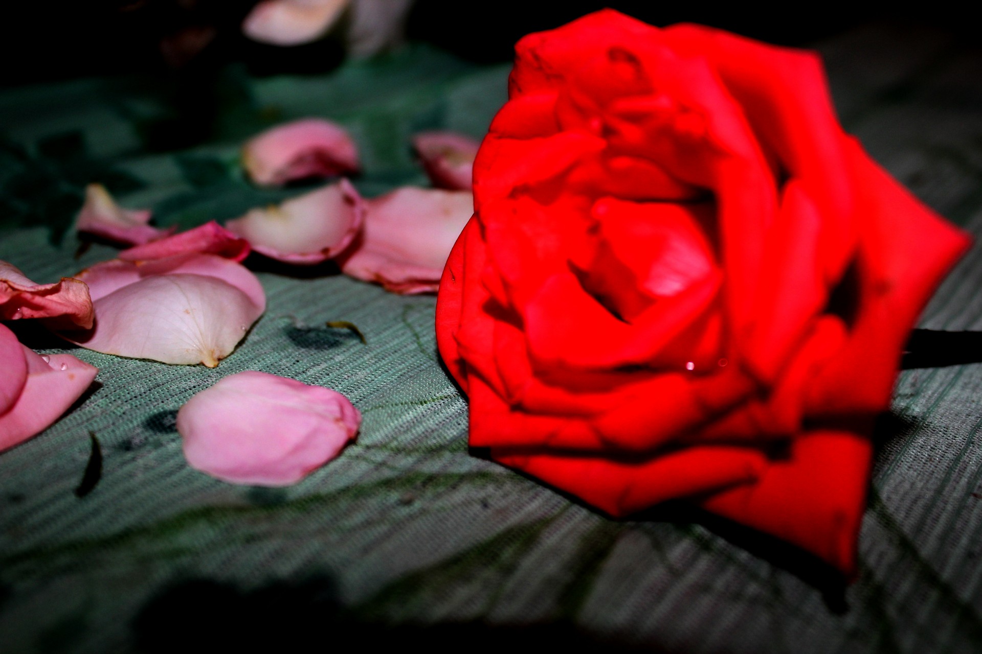 розовые лепестки и красная роза