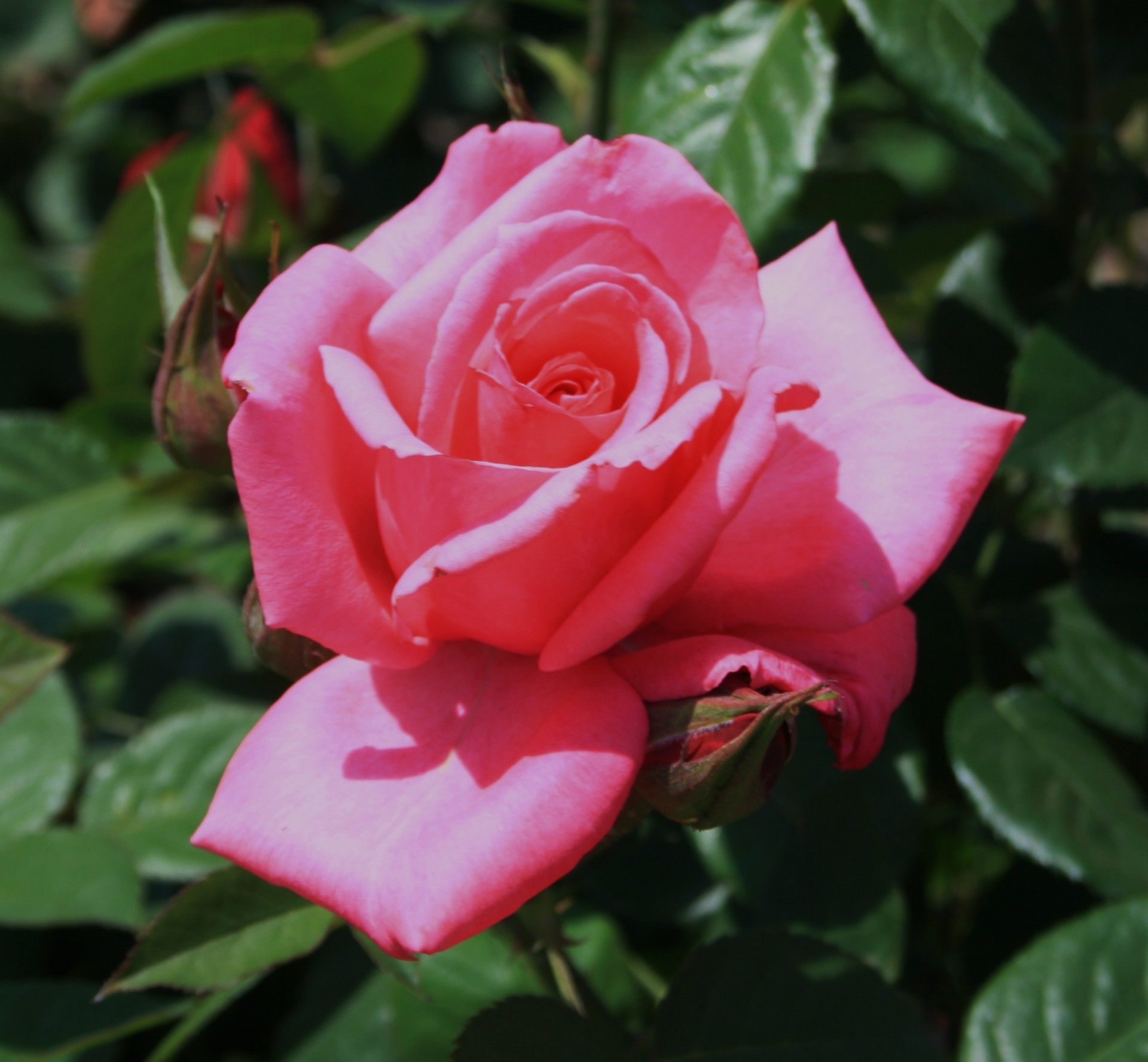 Rosa Rose und Knospe