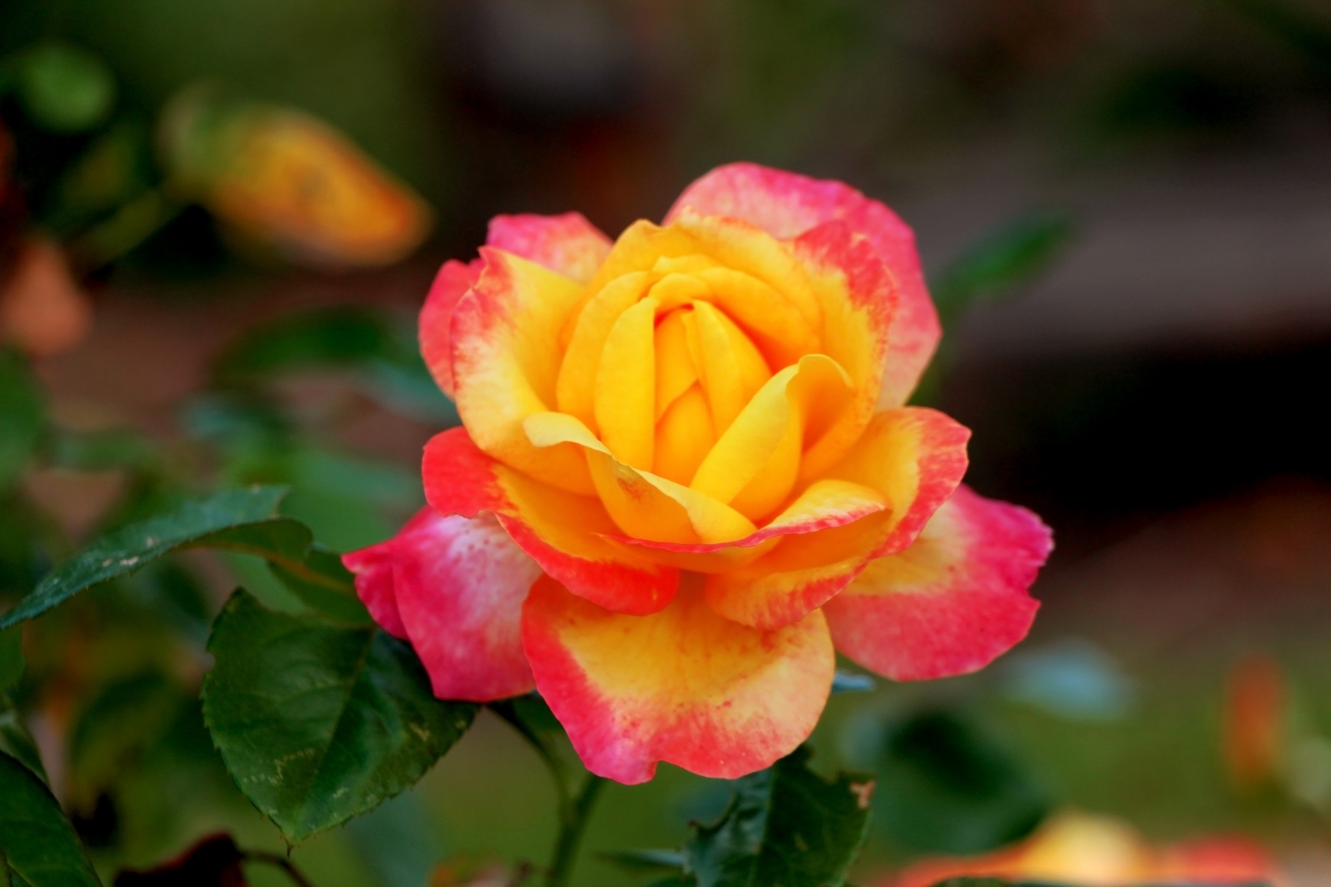 Розовый желтая роза