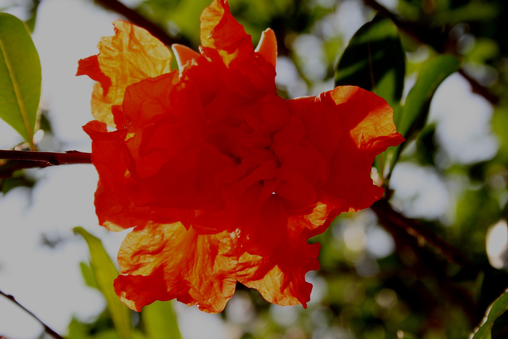 Granatapfel Blume