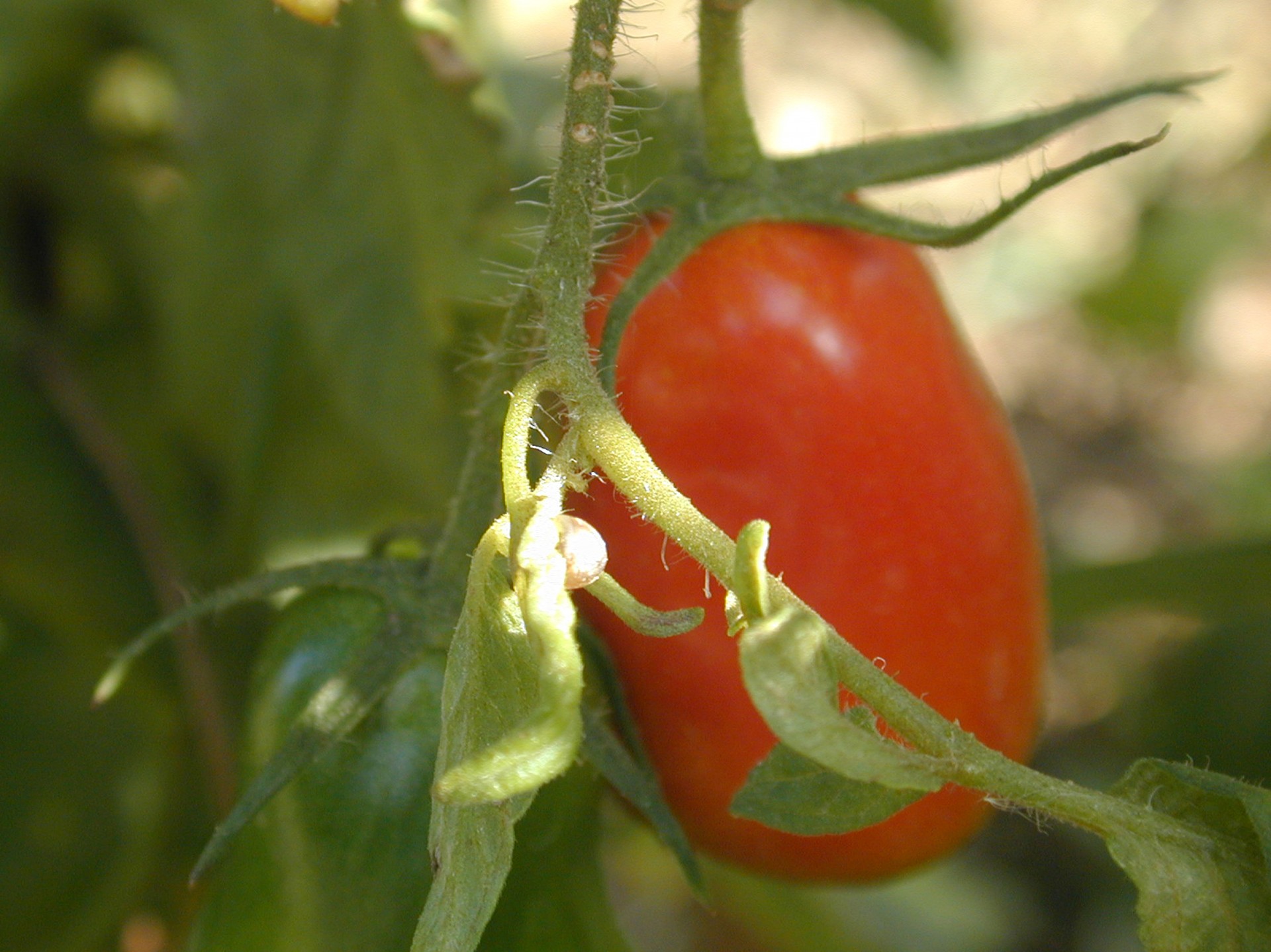 Tomate 2