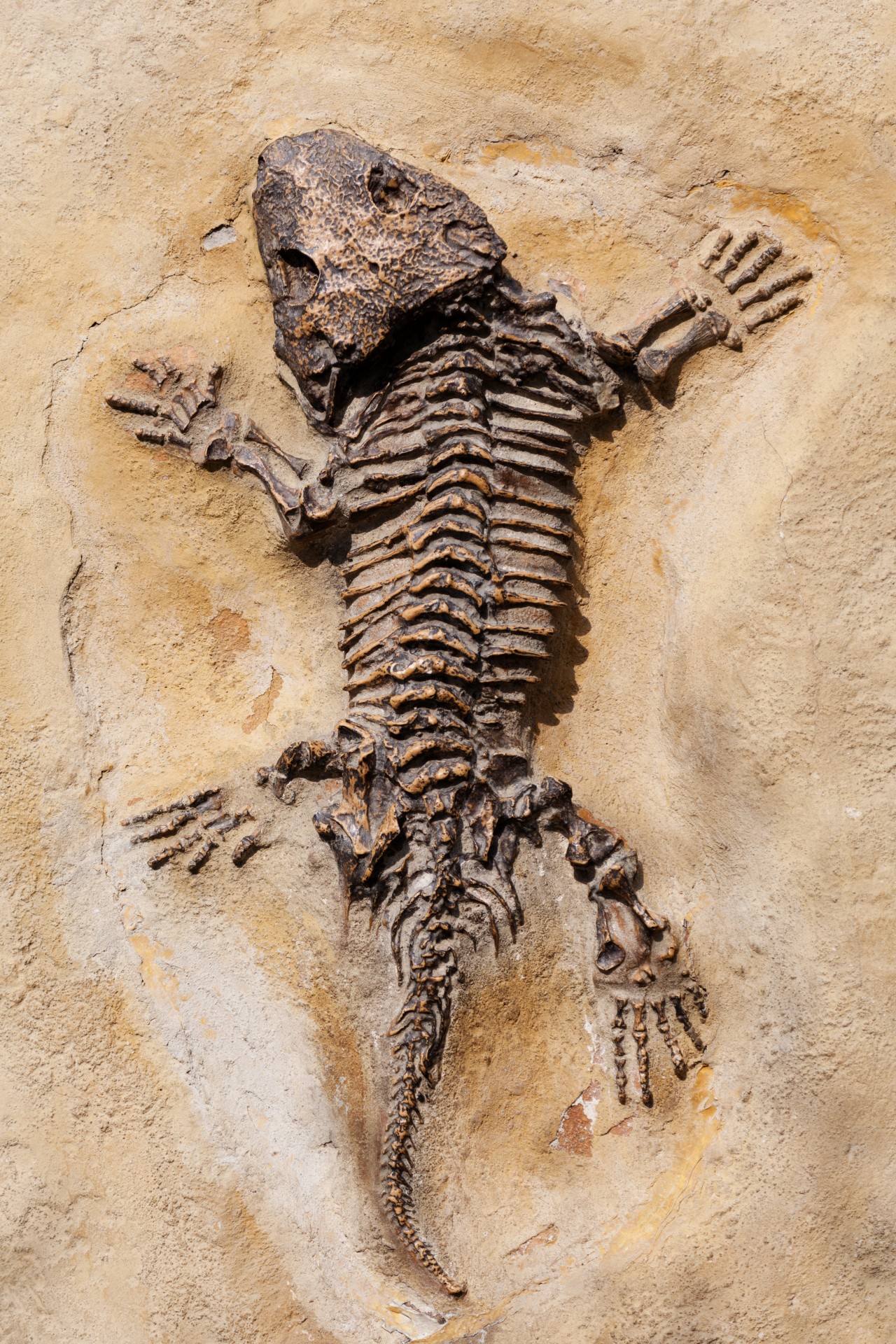 Prähistorischen Fossil