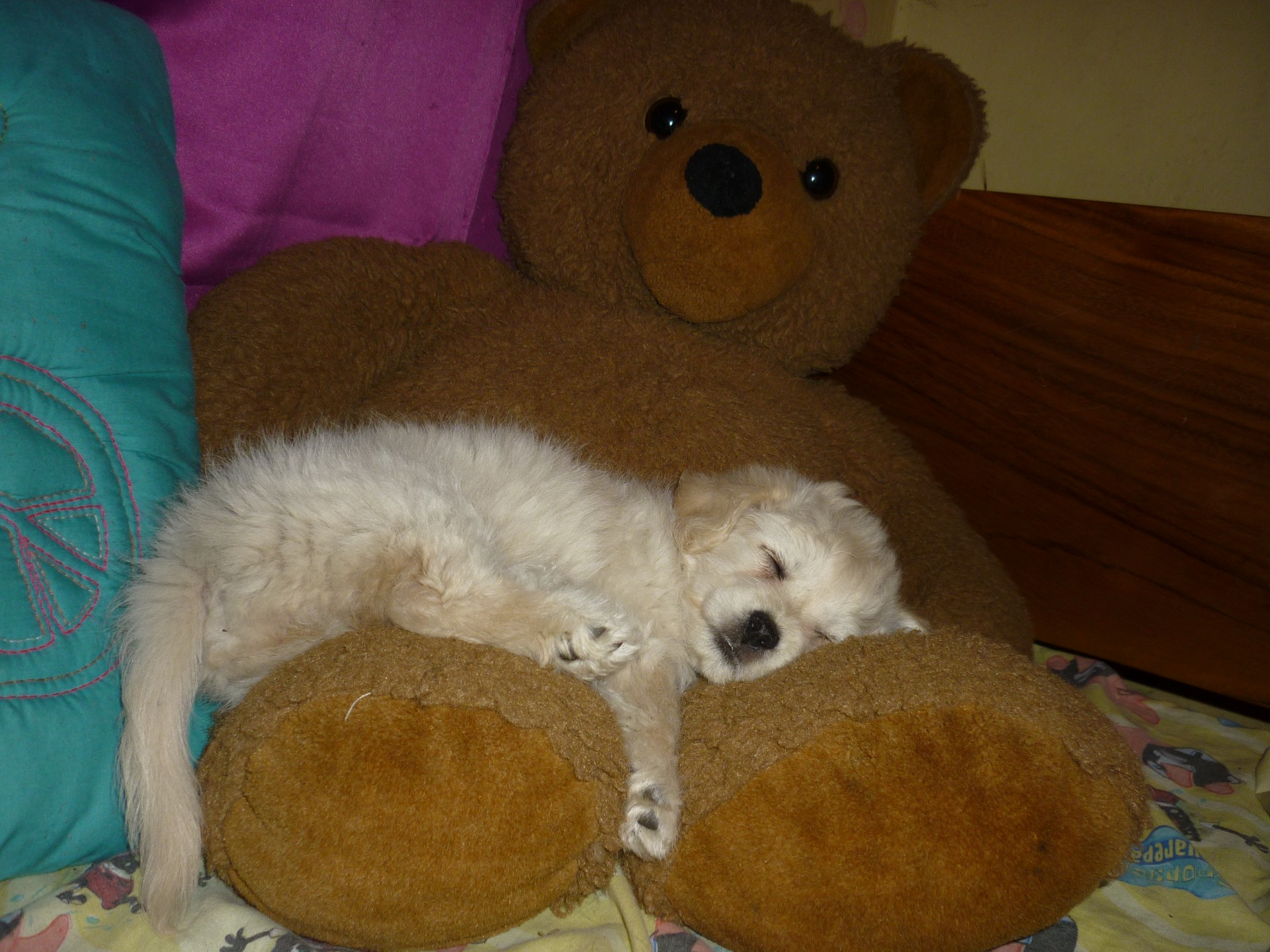 Puppy met teddy