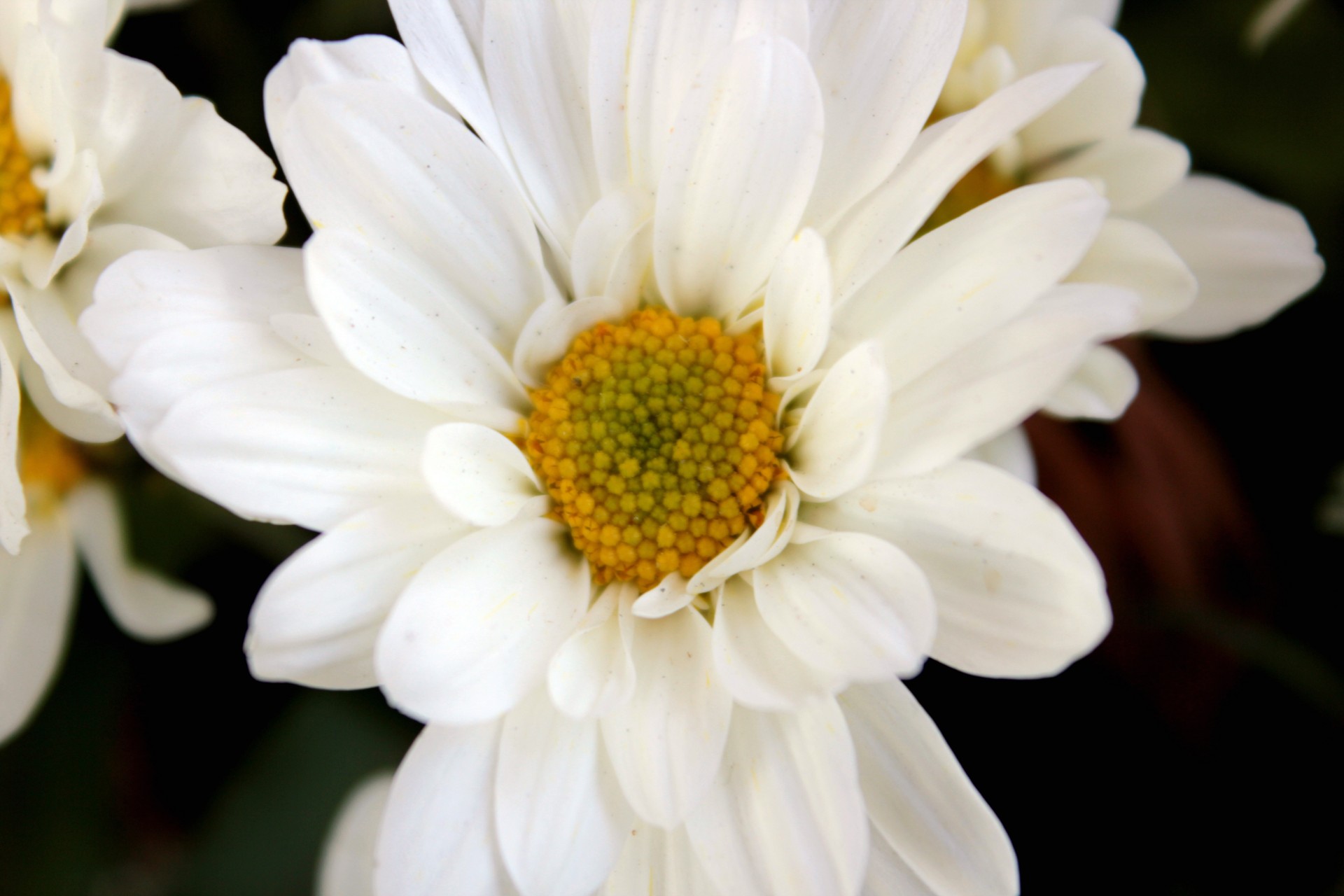 Чистоту белый цветок