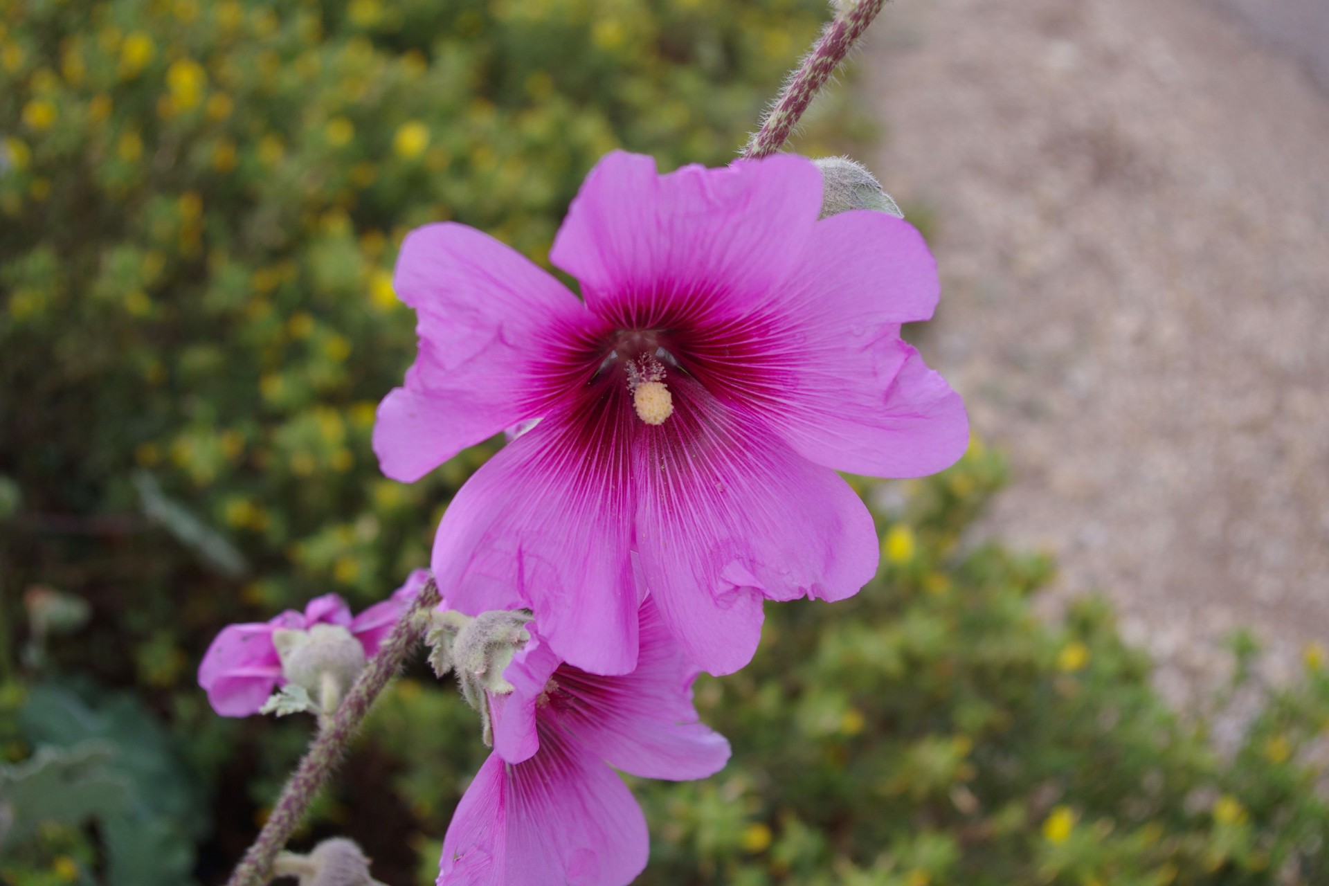 Фиолетовый цветок мальвы
