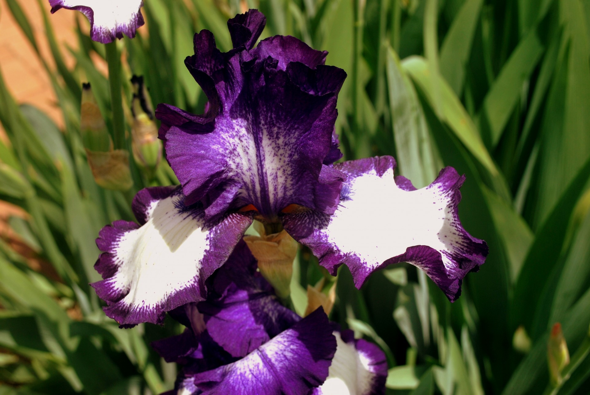 Paarse Iris Bloom