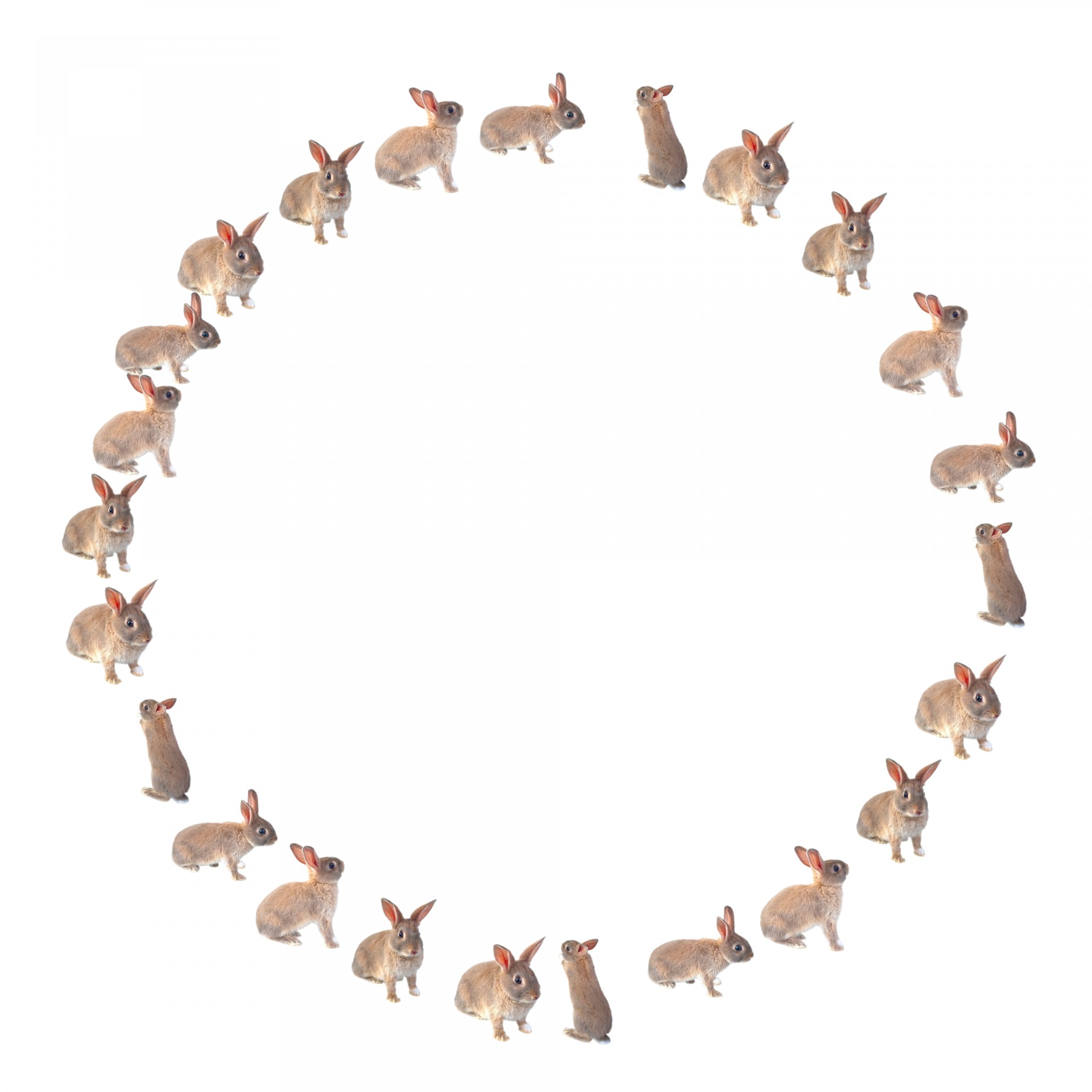 Kaninchen Kreis