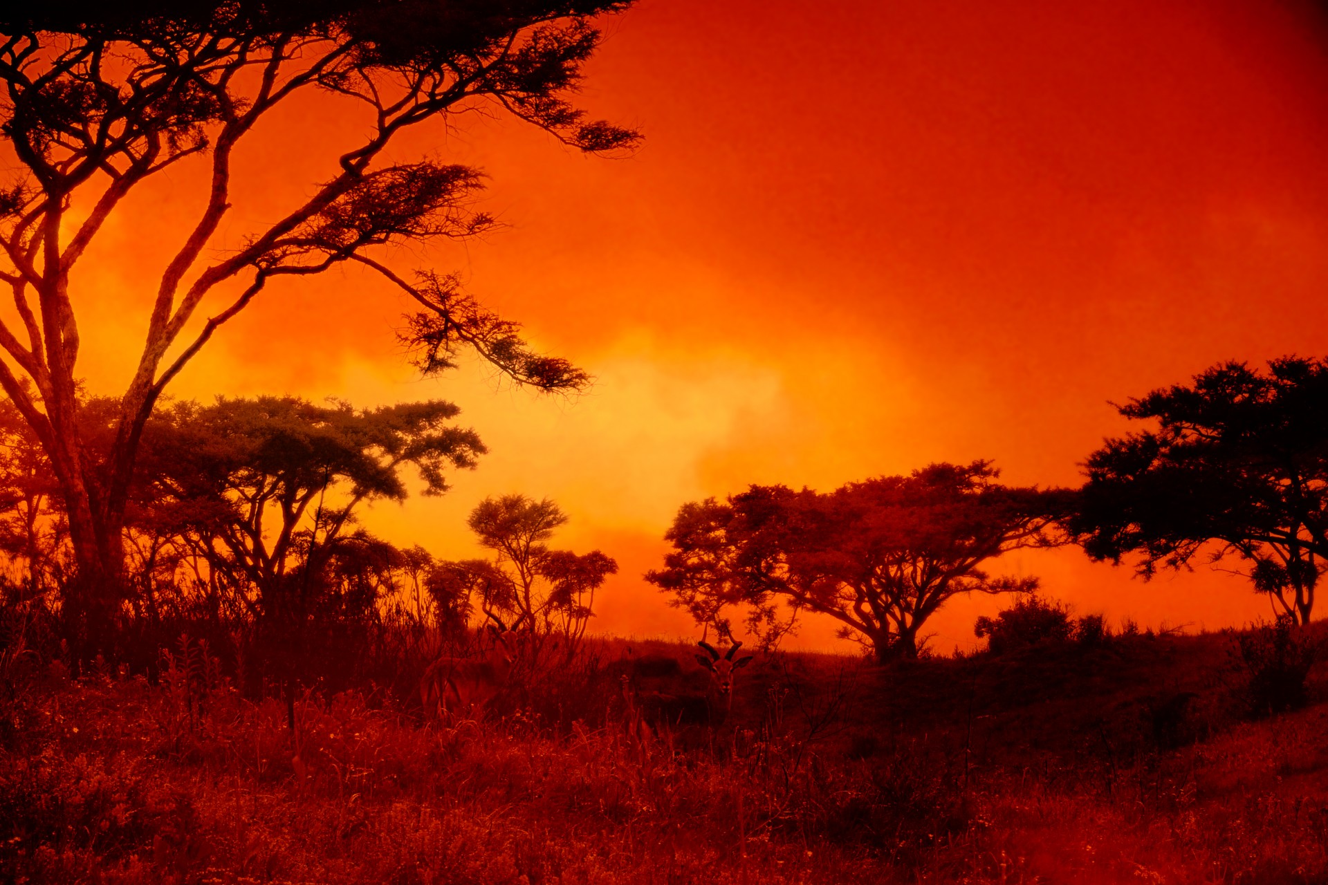Red coucher de soleil africain