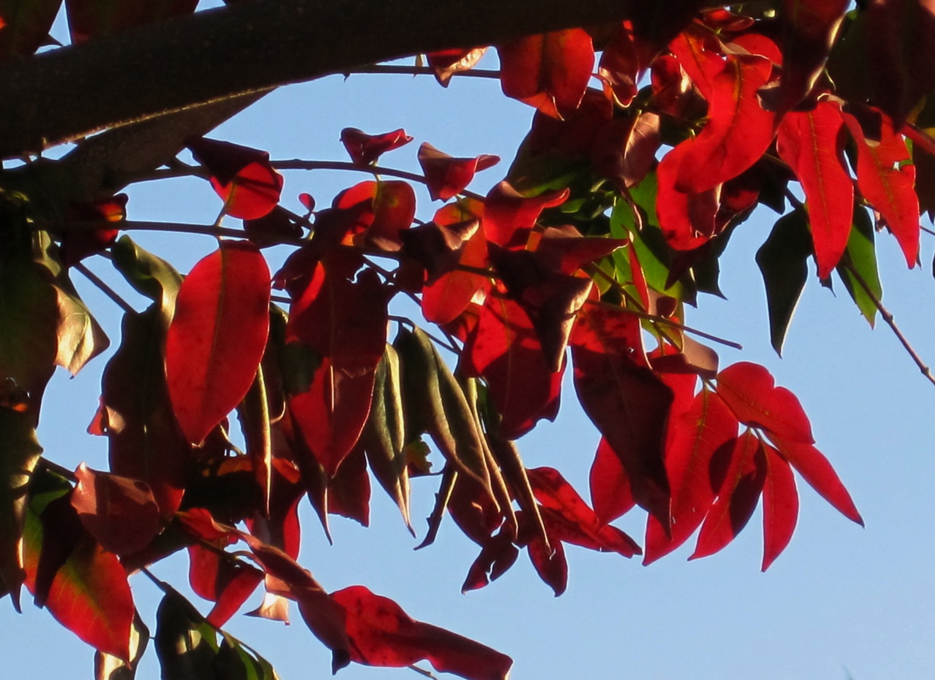 красный осенью листья