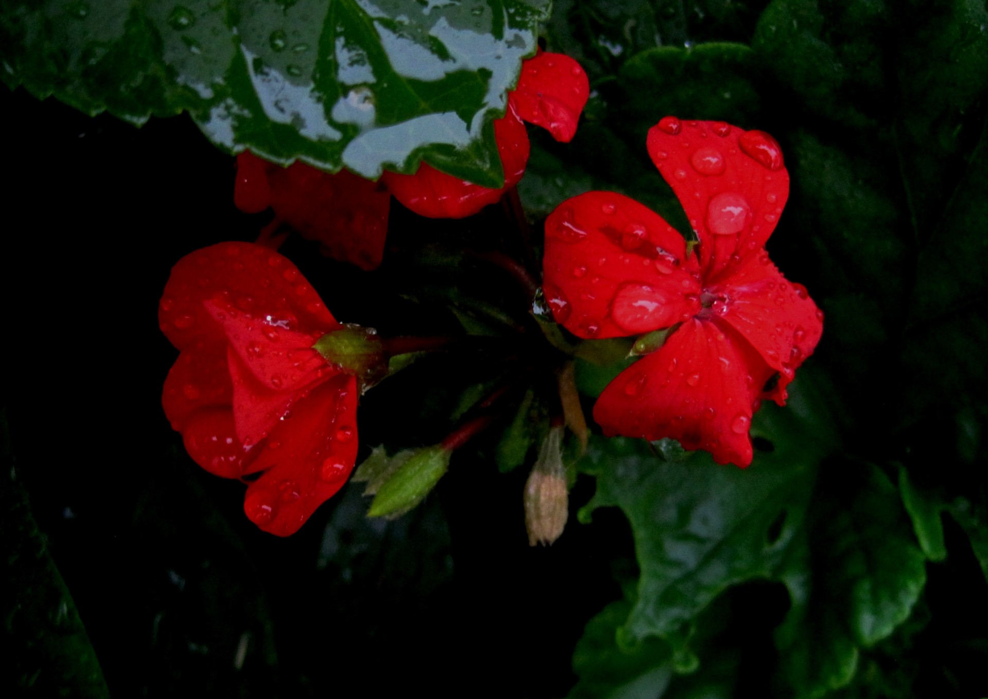 Красный цветок герани