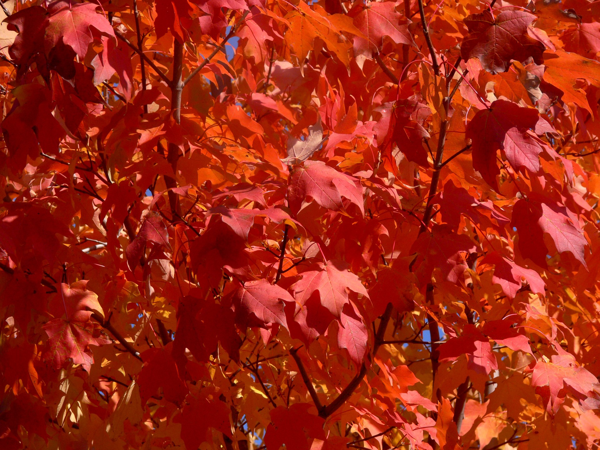 Rode bladeren in de herfst