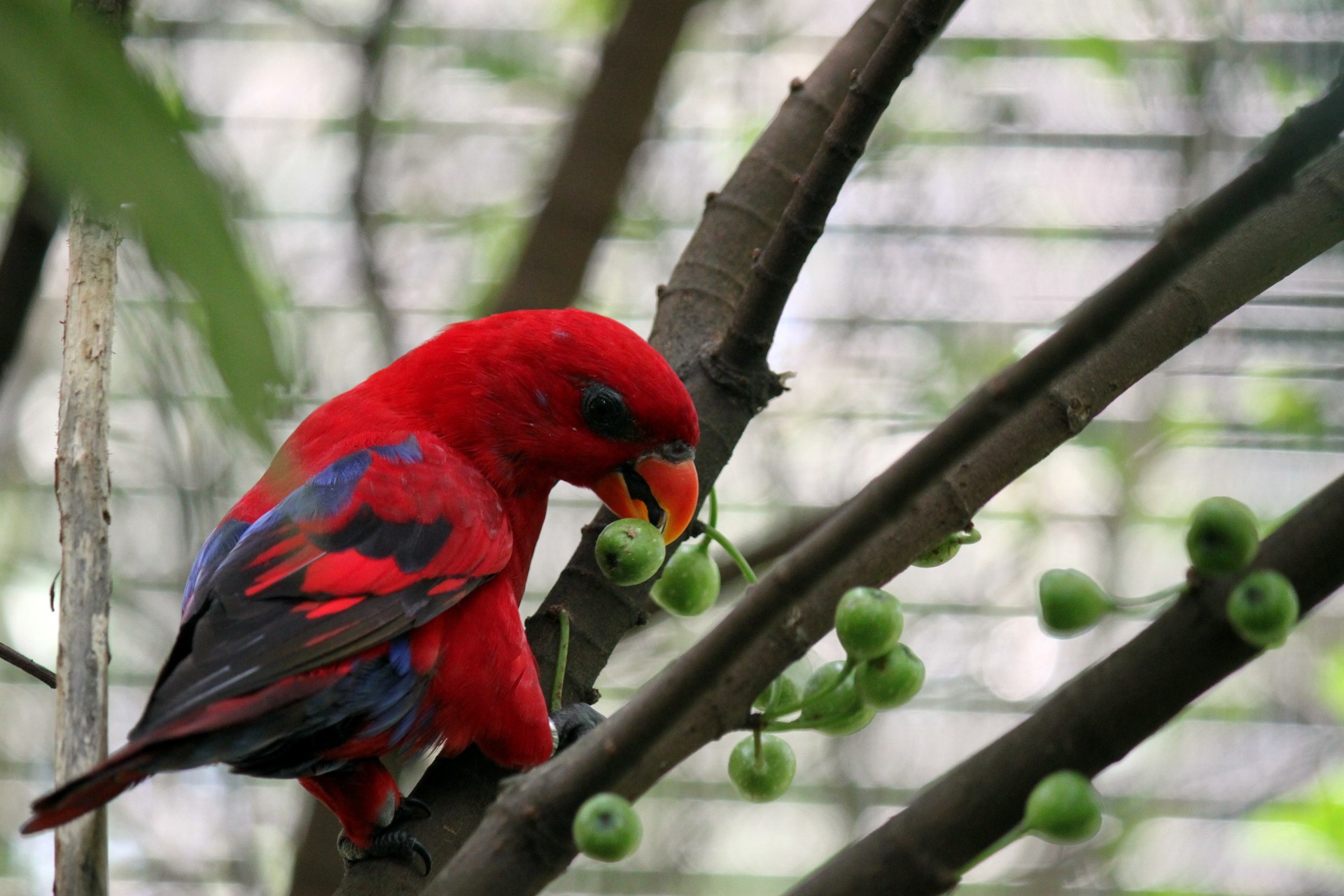 Красный попугай ест фрукты на
