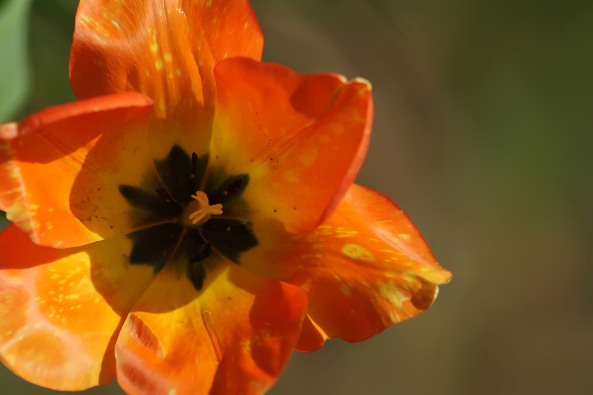 Красный желтый тюльпан