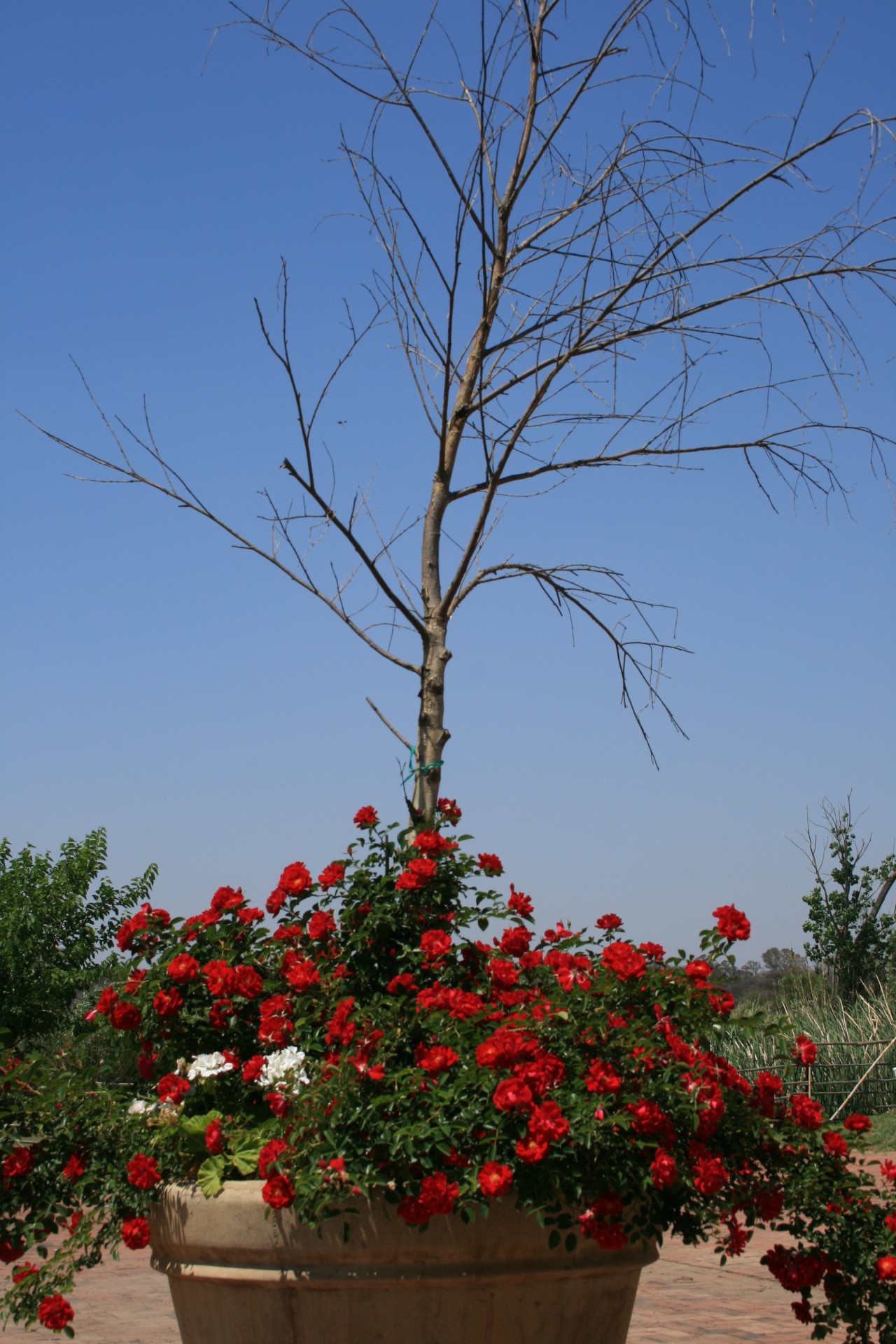 Rosenbusch in einem großen Topf