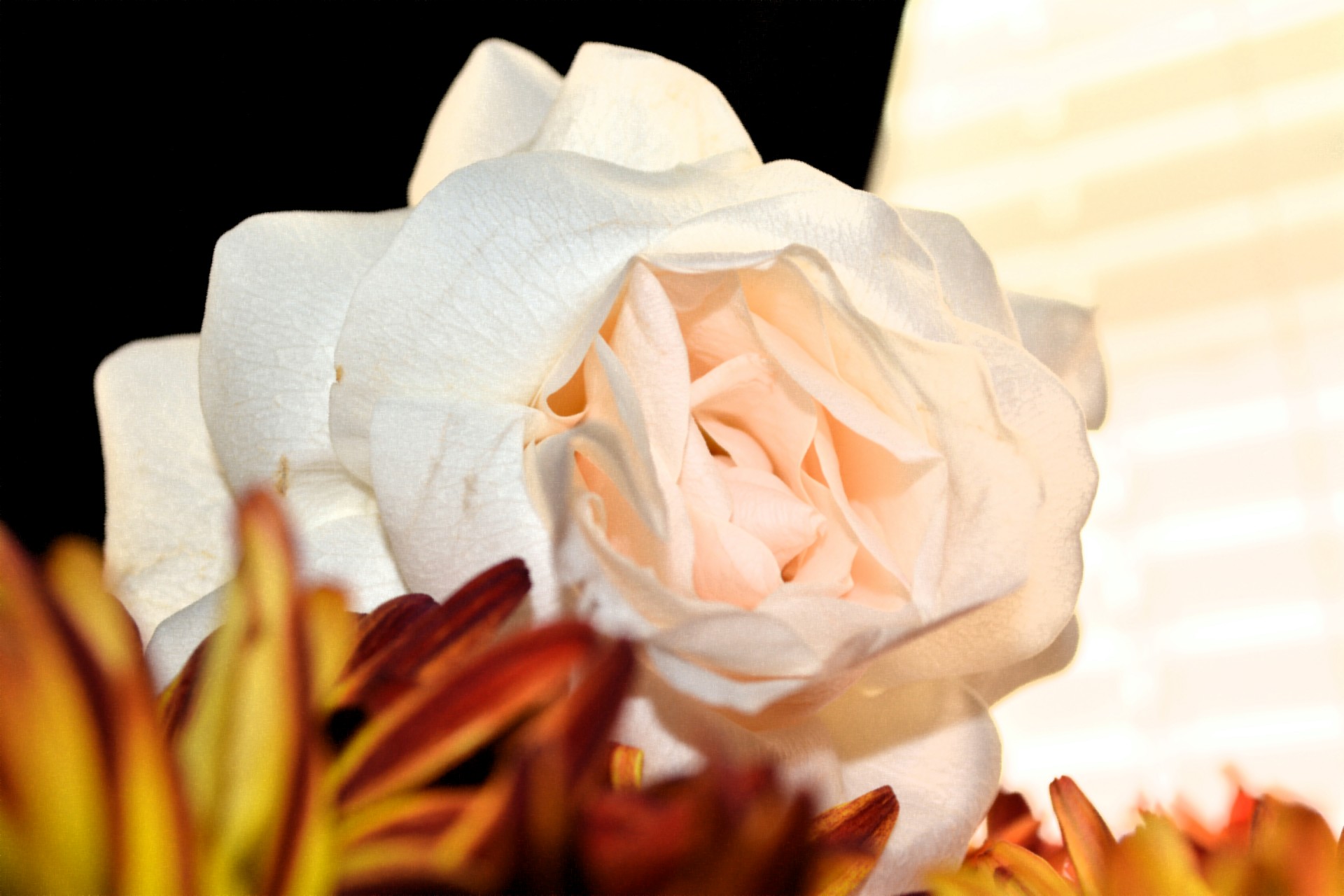 Лепестки розы белые цветы макро