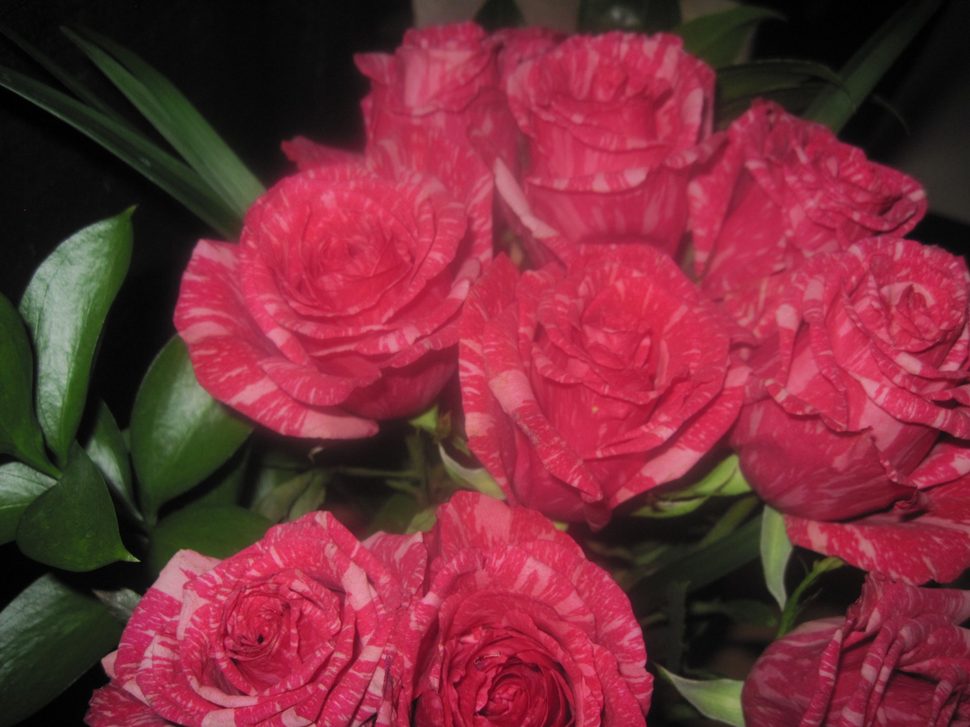 Roses Blumen-Rebe blüht