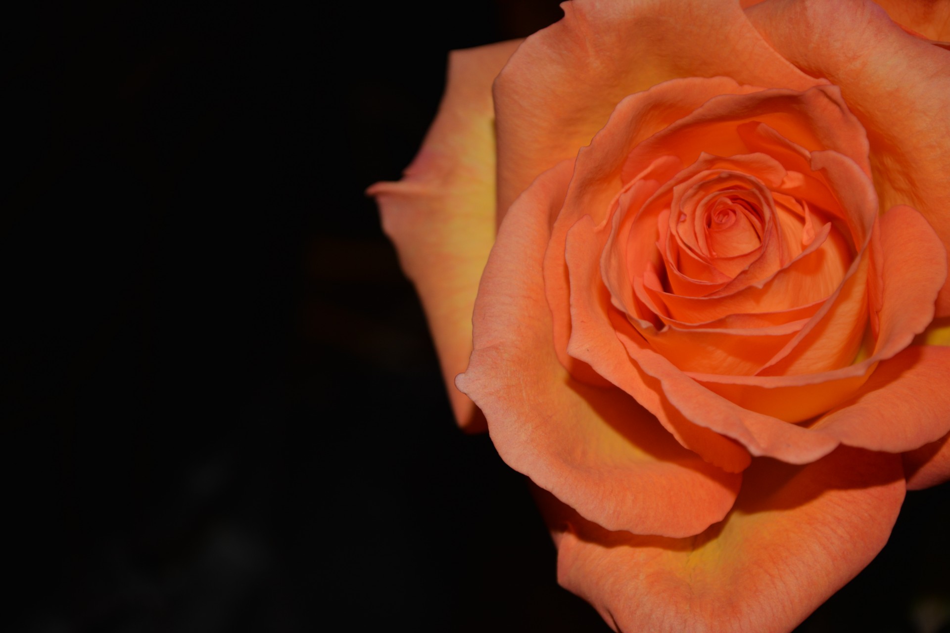 Розы Романтическая любовь