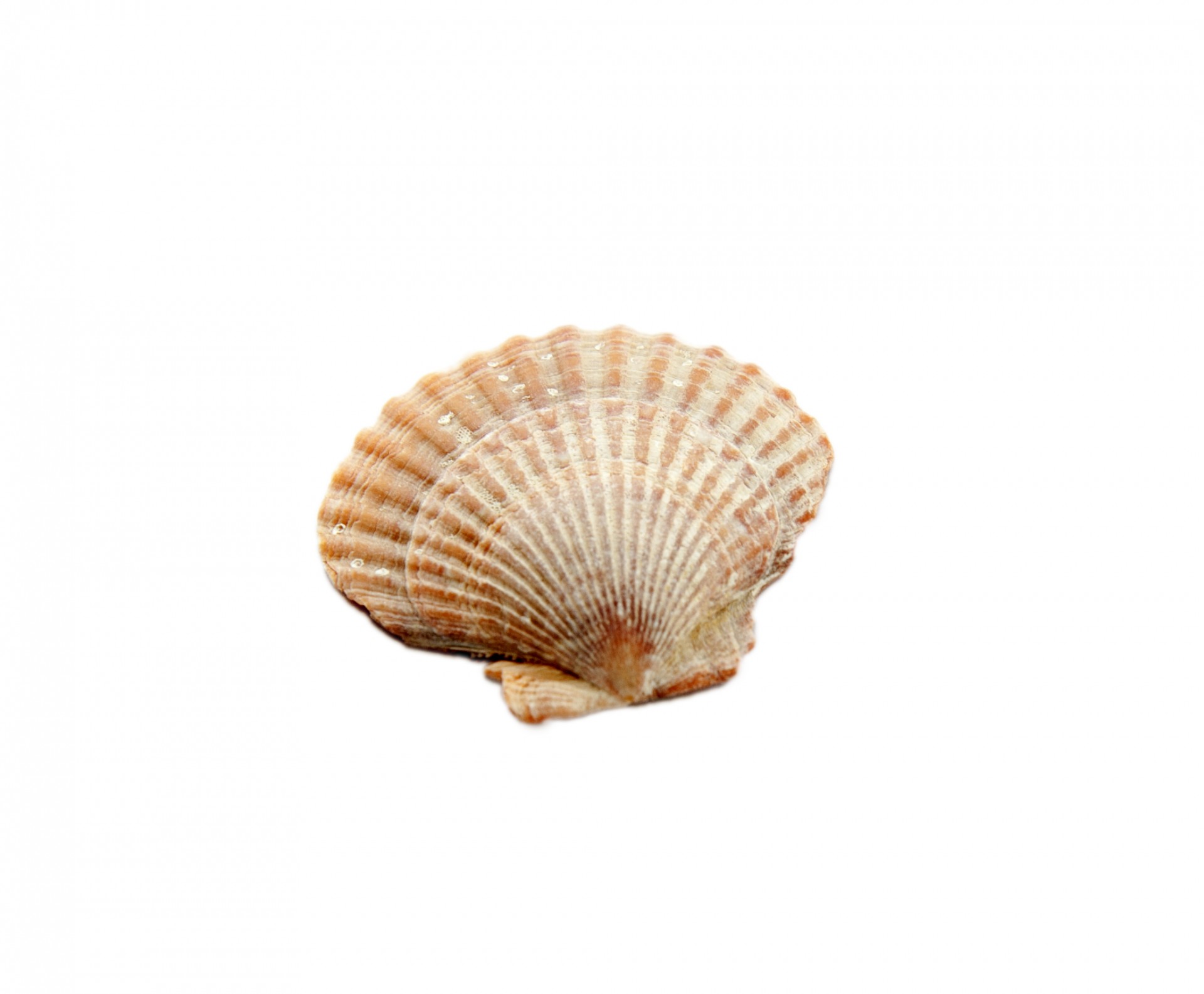 Seashell isoliert auf weiss