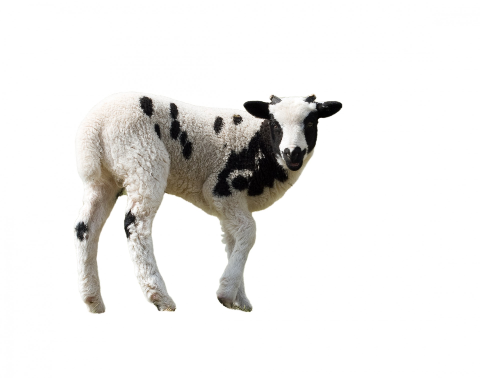 Sheep isolierten weißen Hintergrund