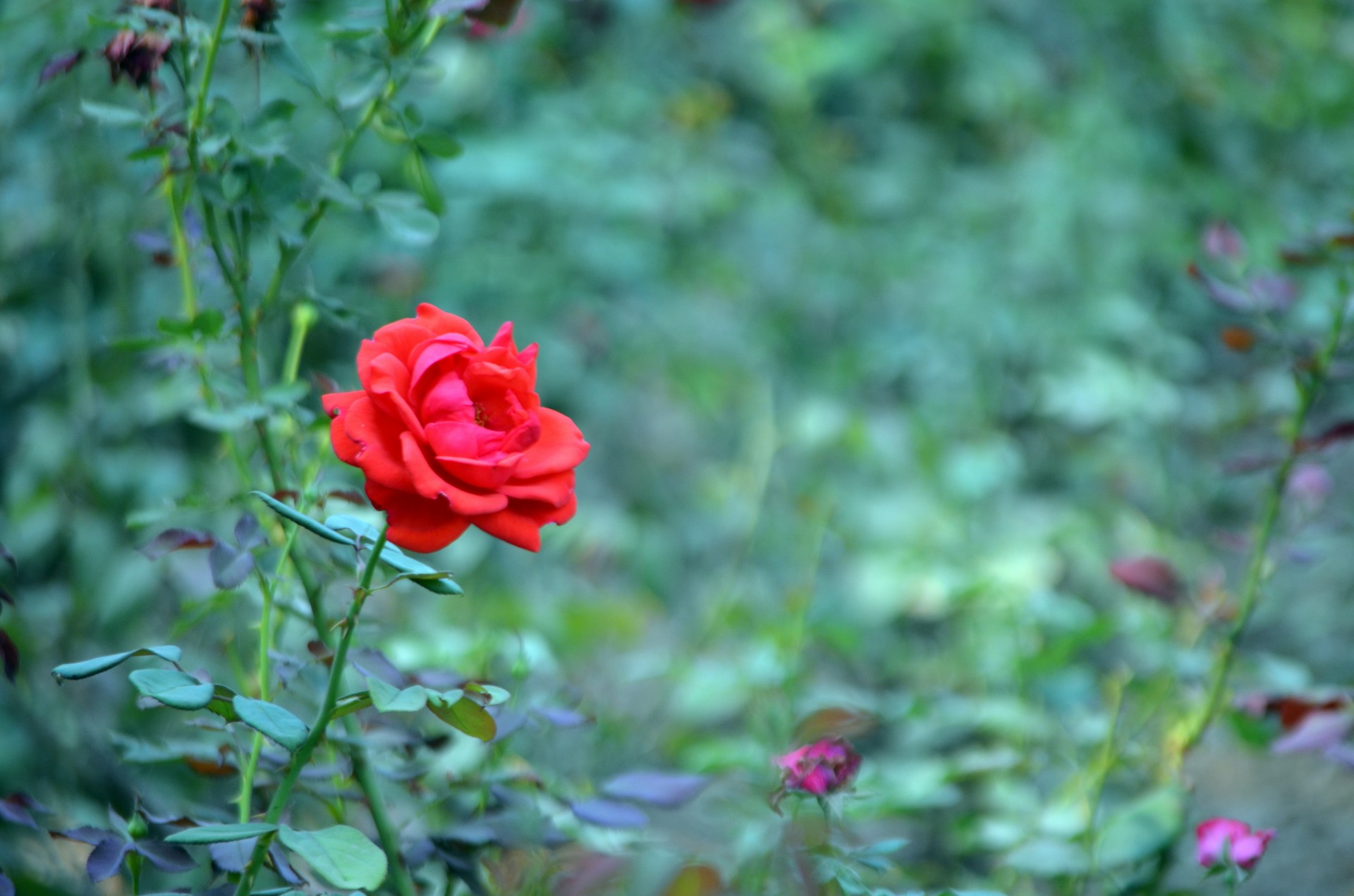 Einzelne Rose