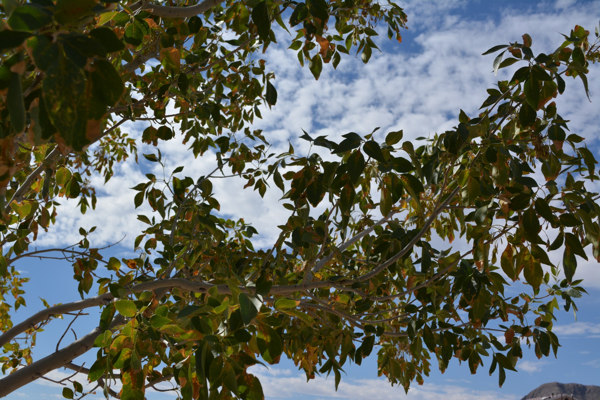 Отрасли небо облака Осенний лист