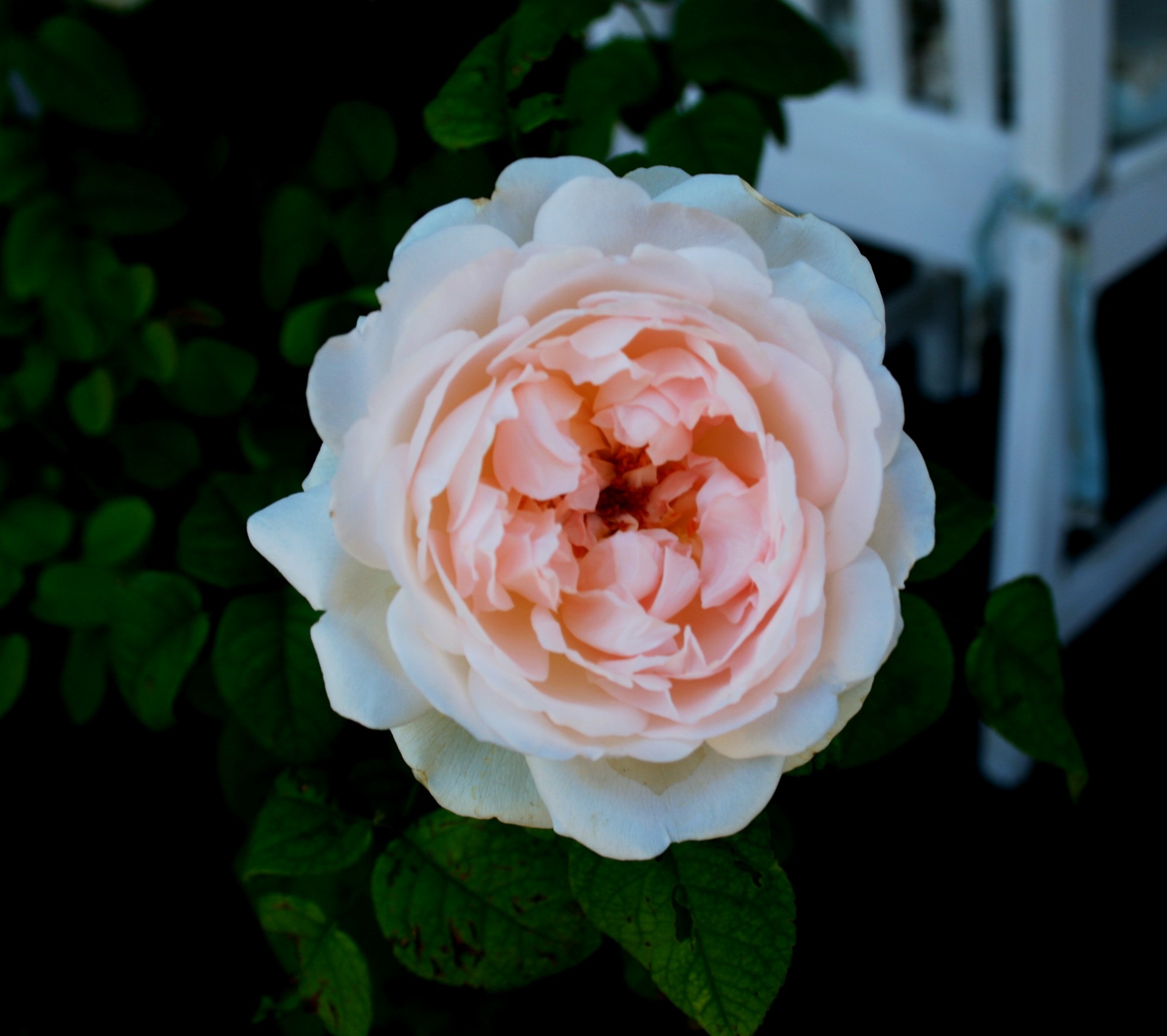 мягкой розовой розы
