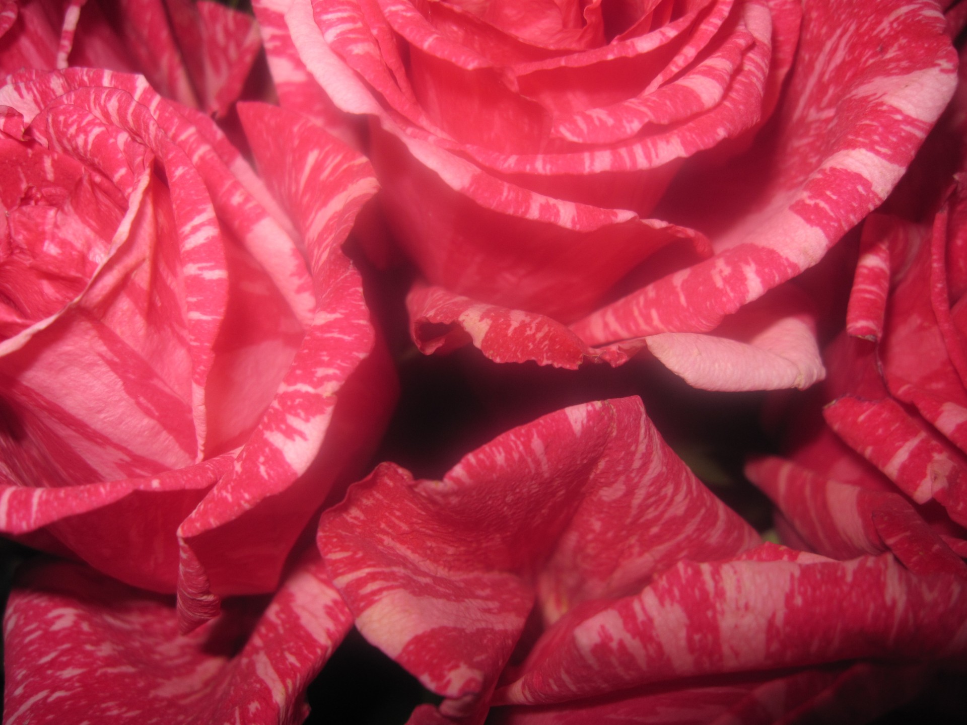 Flores color de rosa suave