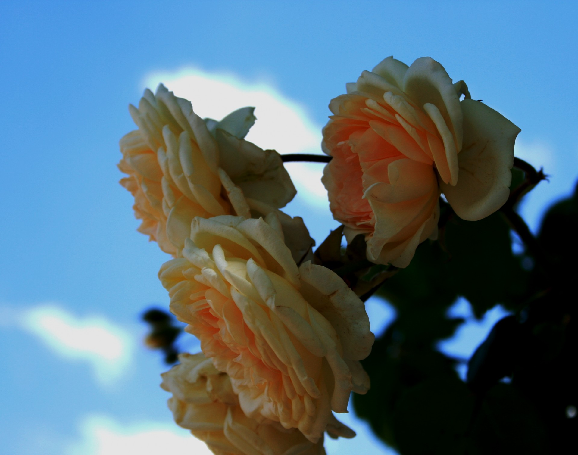 мягкие желтые розы