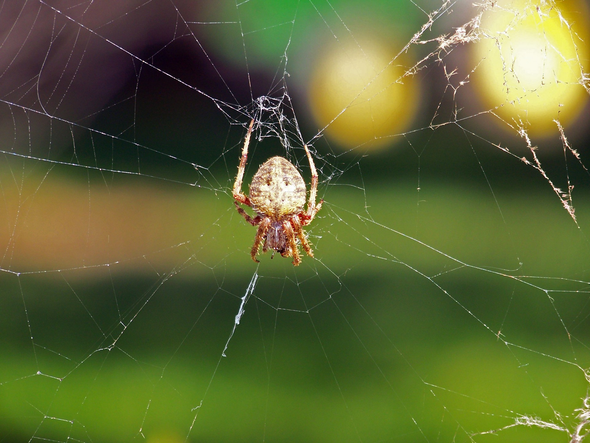 Spinne im Web