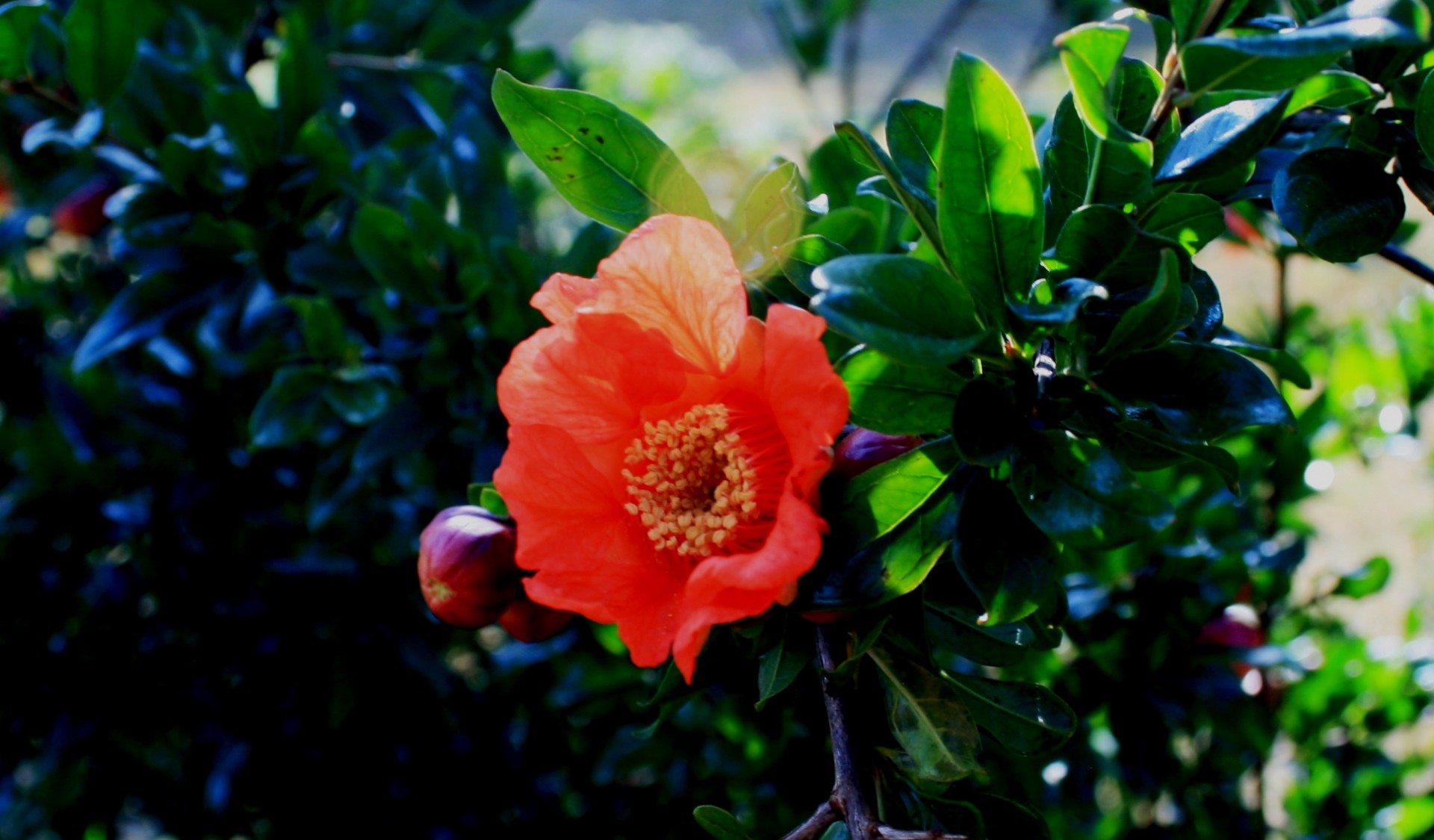 Granatapfel herrlichen Blume