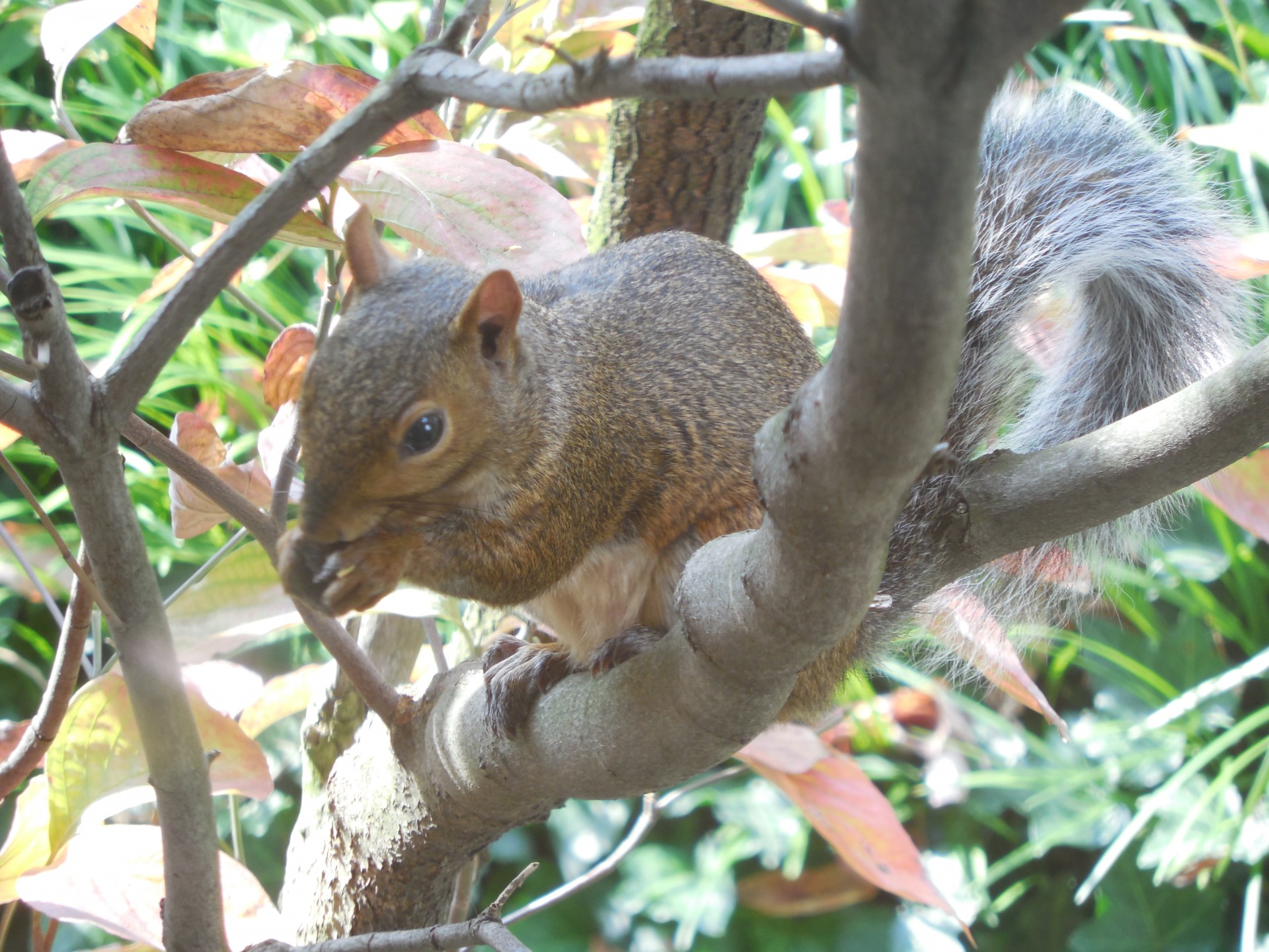 Eichhörnchen in einem Hartriegel-Baum