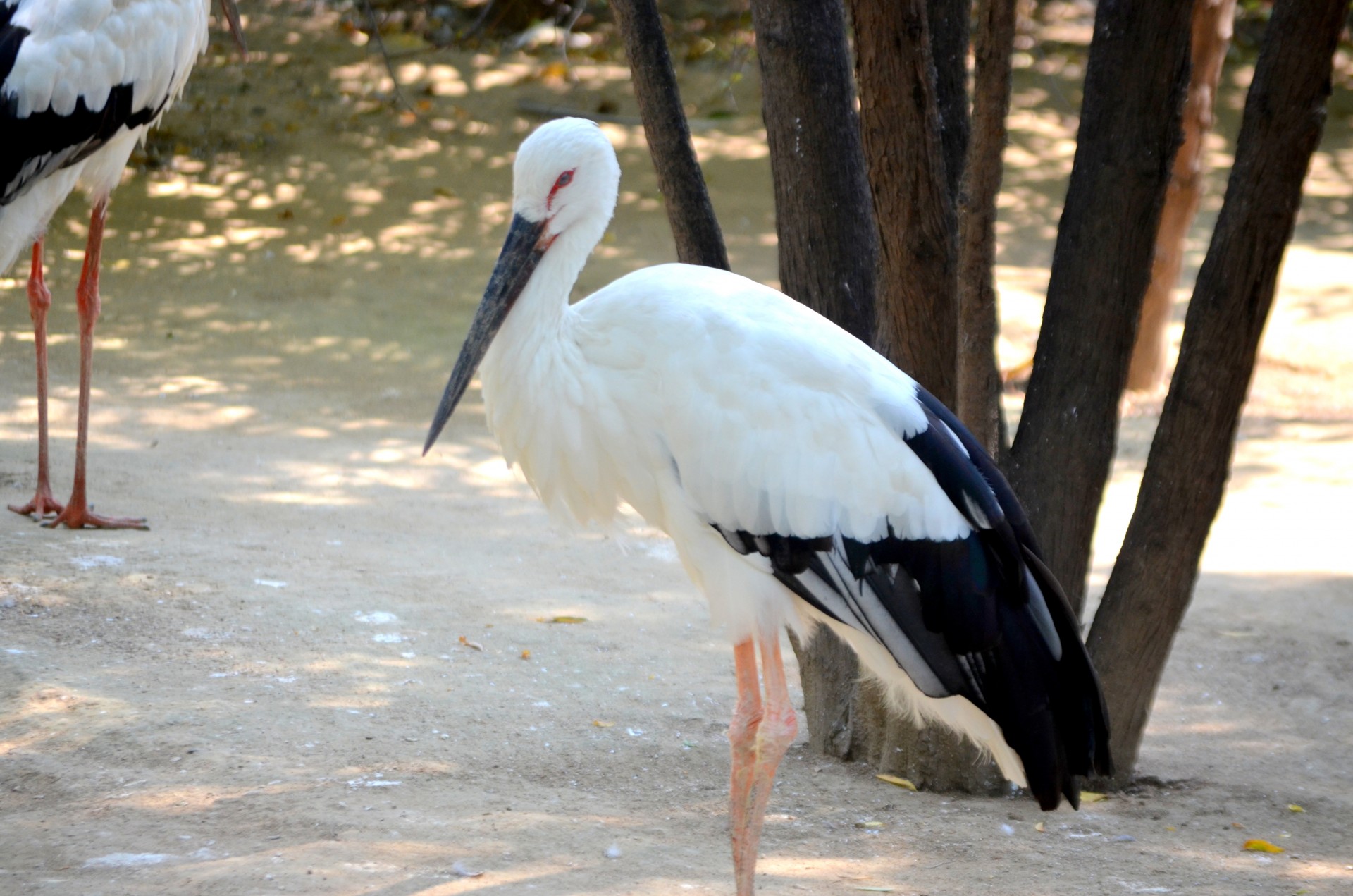 Stork (a)