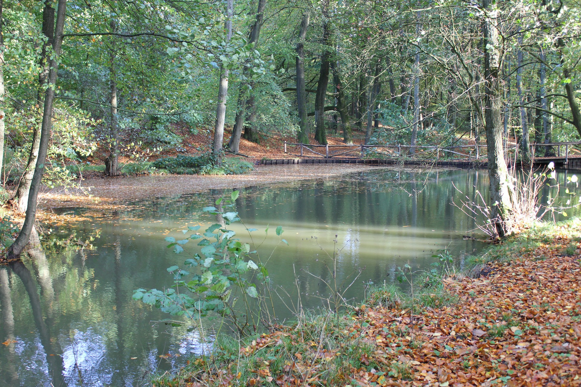 Ручей в лесу осенью