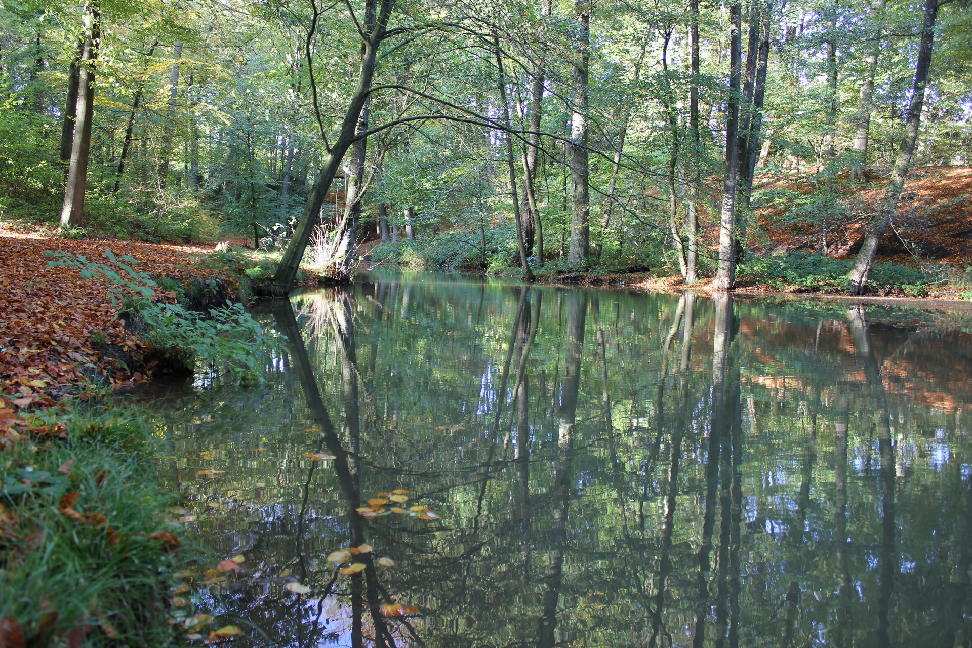 Bach im Herbst Woods