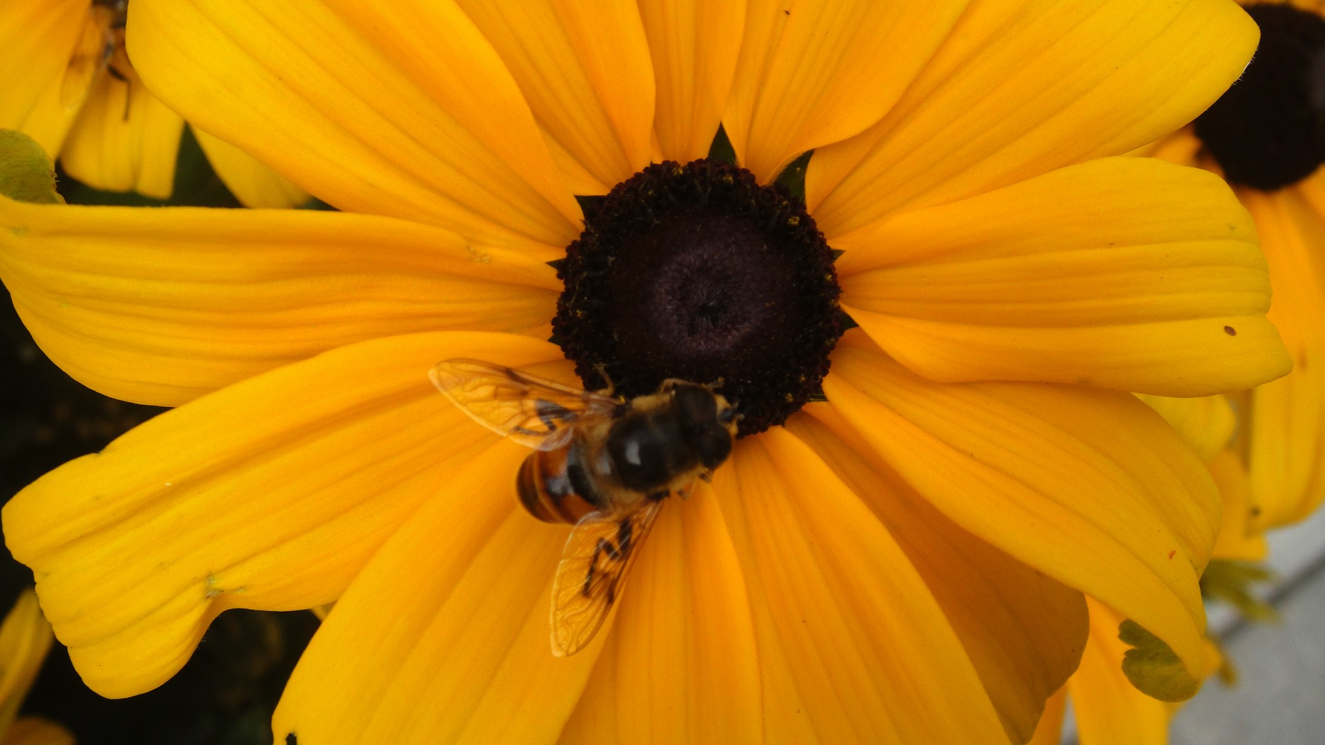 Подсолнечное и пчелы